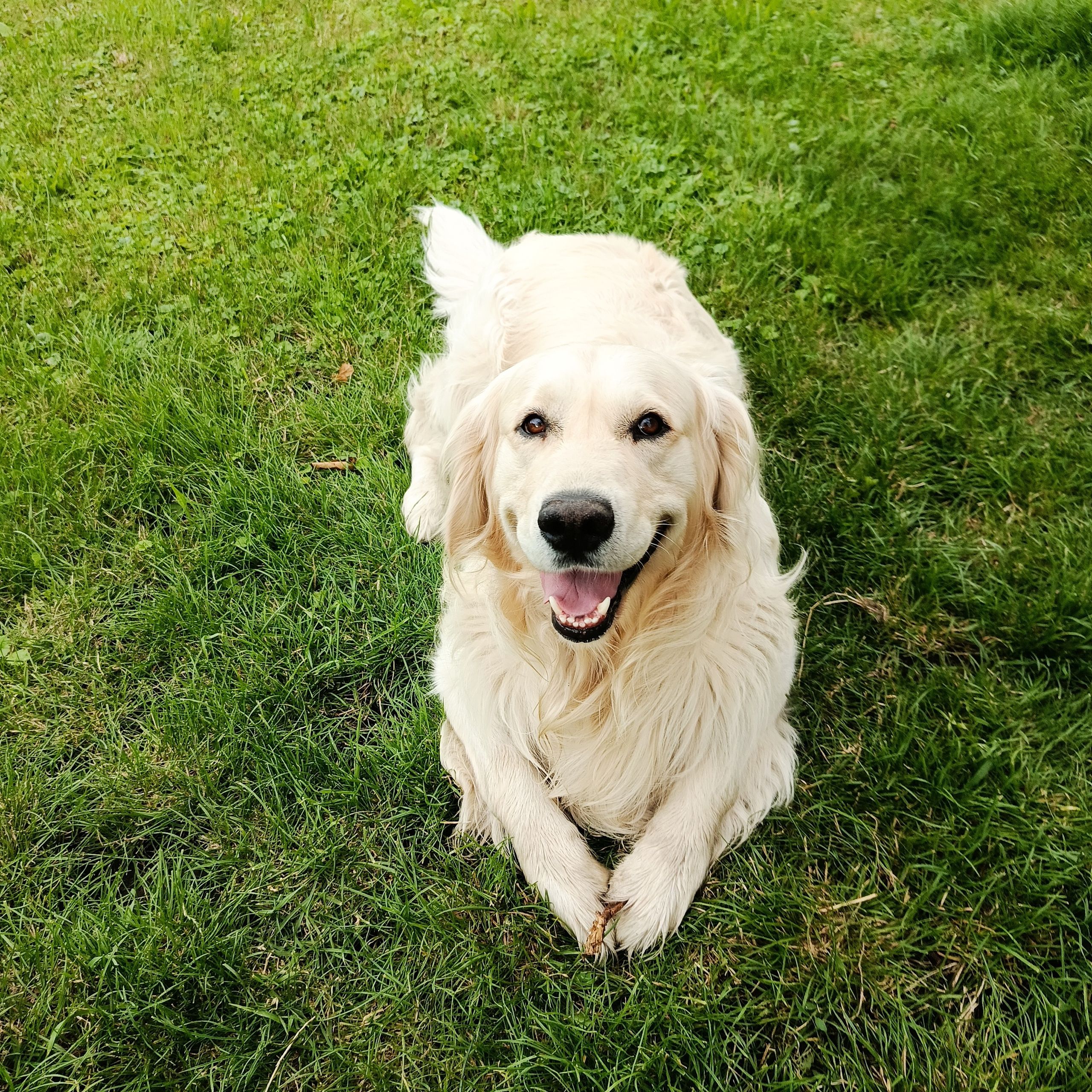 Soutěžní fotografie - Bruno,  Zlatý retriever