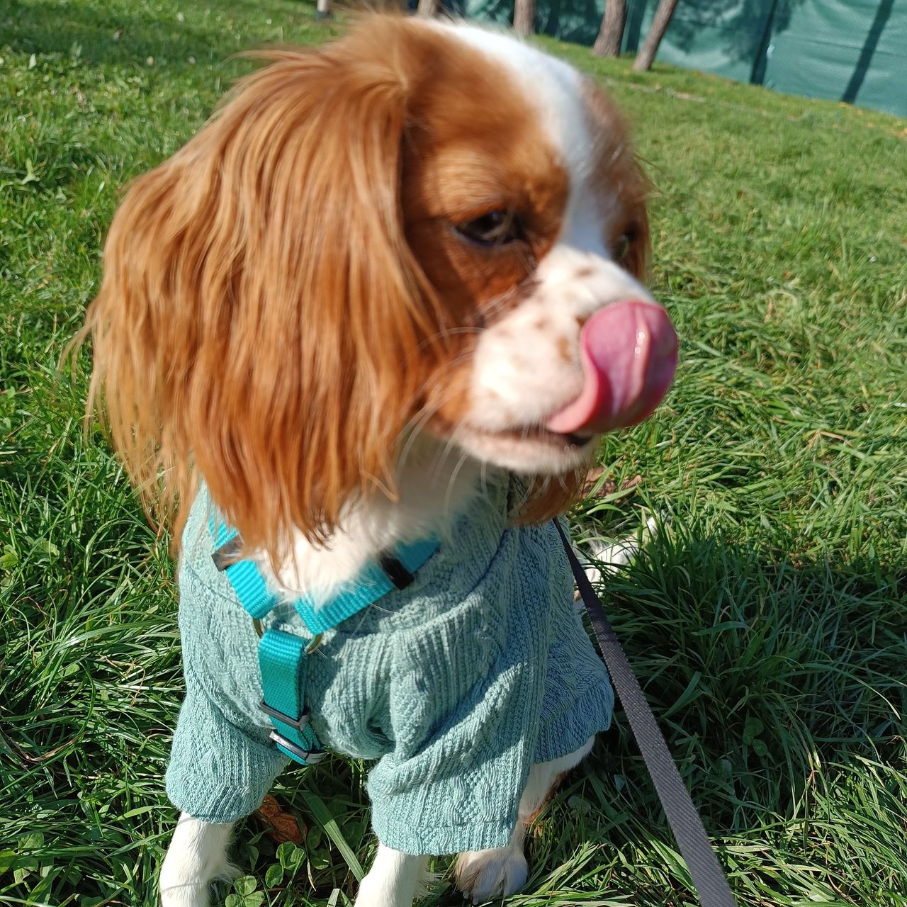 Soutěžní fotografie - Molly,  Kavalír King Charles španěl