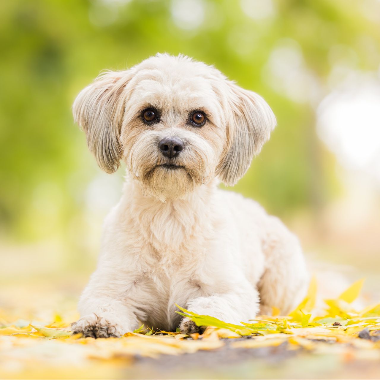 Soutěžní fotografie - Fido,  Ostatní