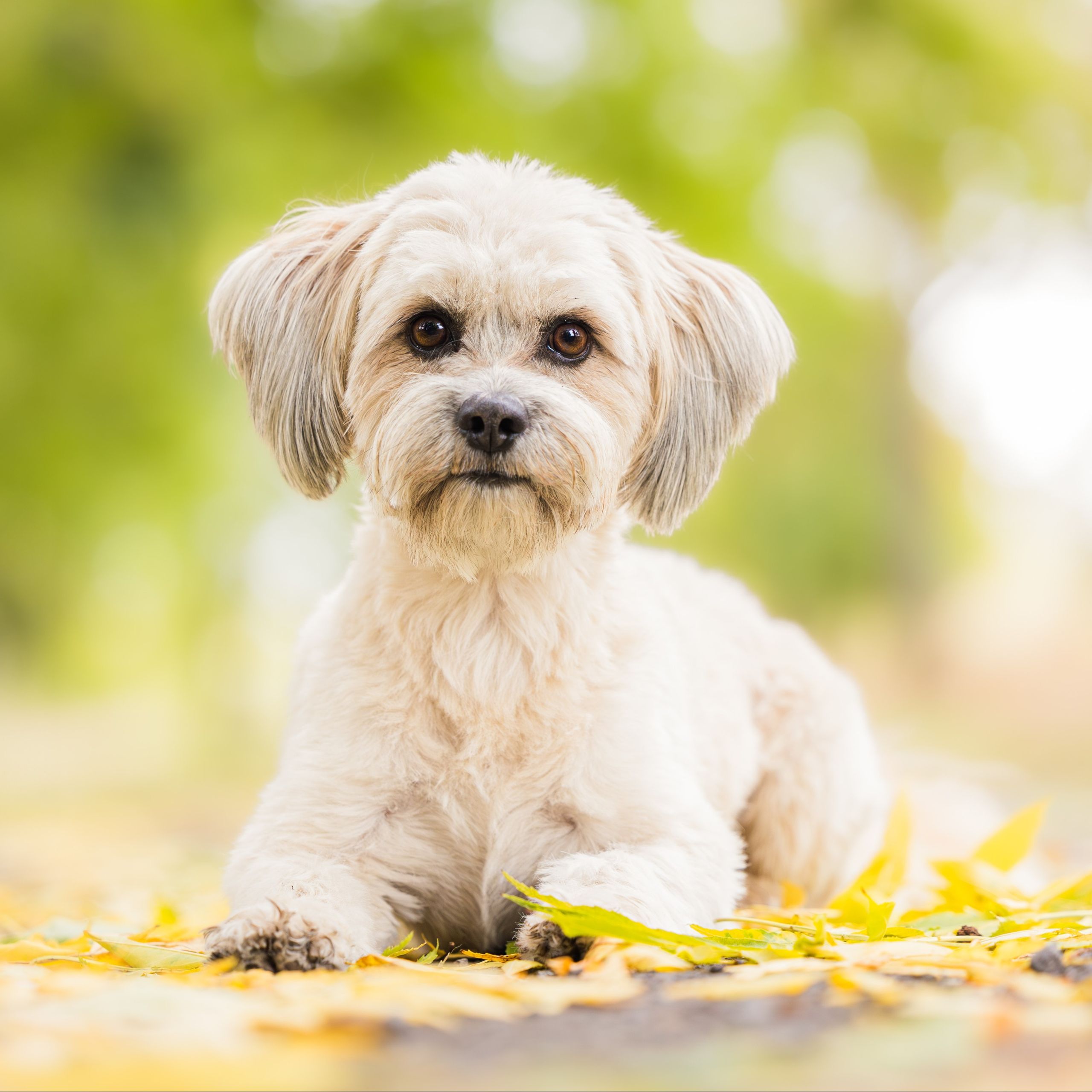 Soutěžní fotografie - Fido,  Ostatní