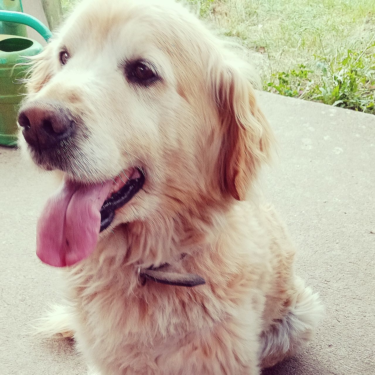 Soutěžní fotografie - Jack,  Zlatý retriever