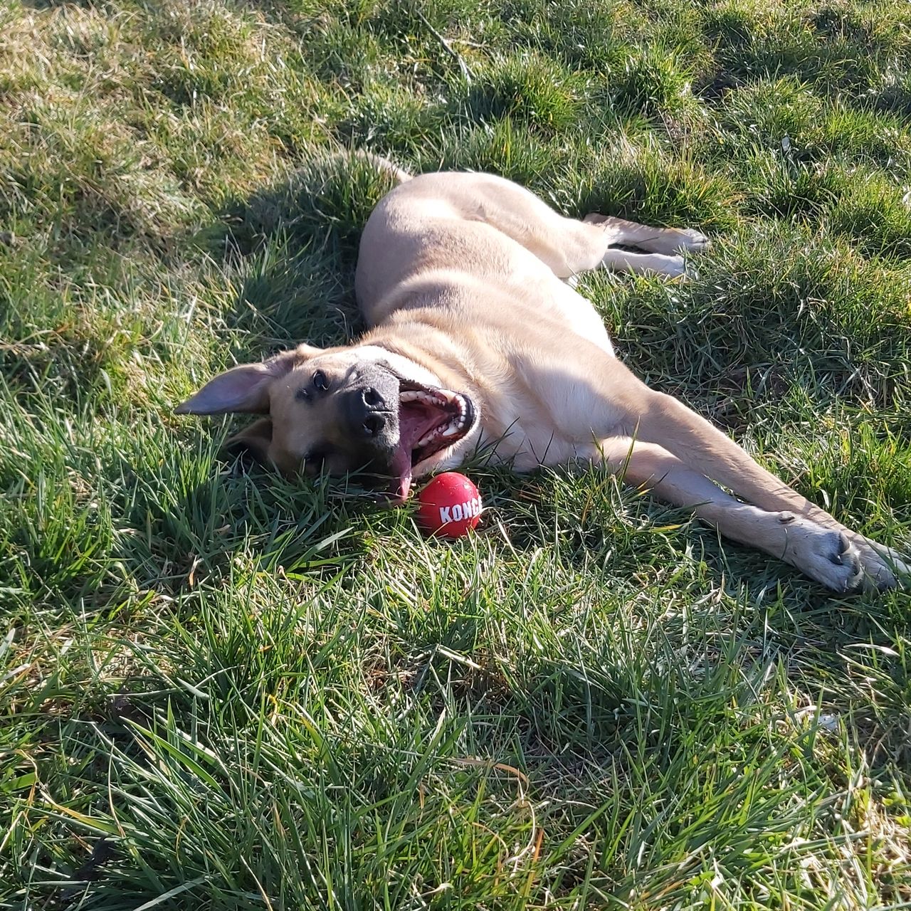 Soutěžní fotografie - Jessie,  Belgický ovčák - Malinois