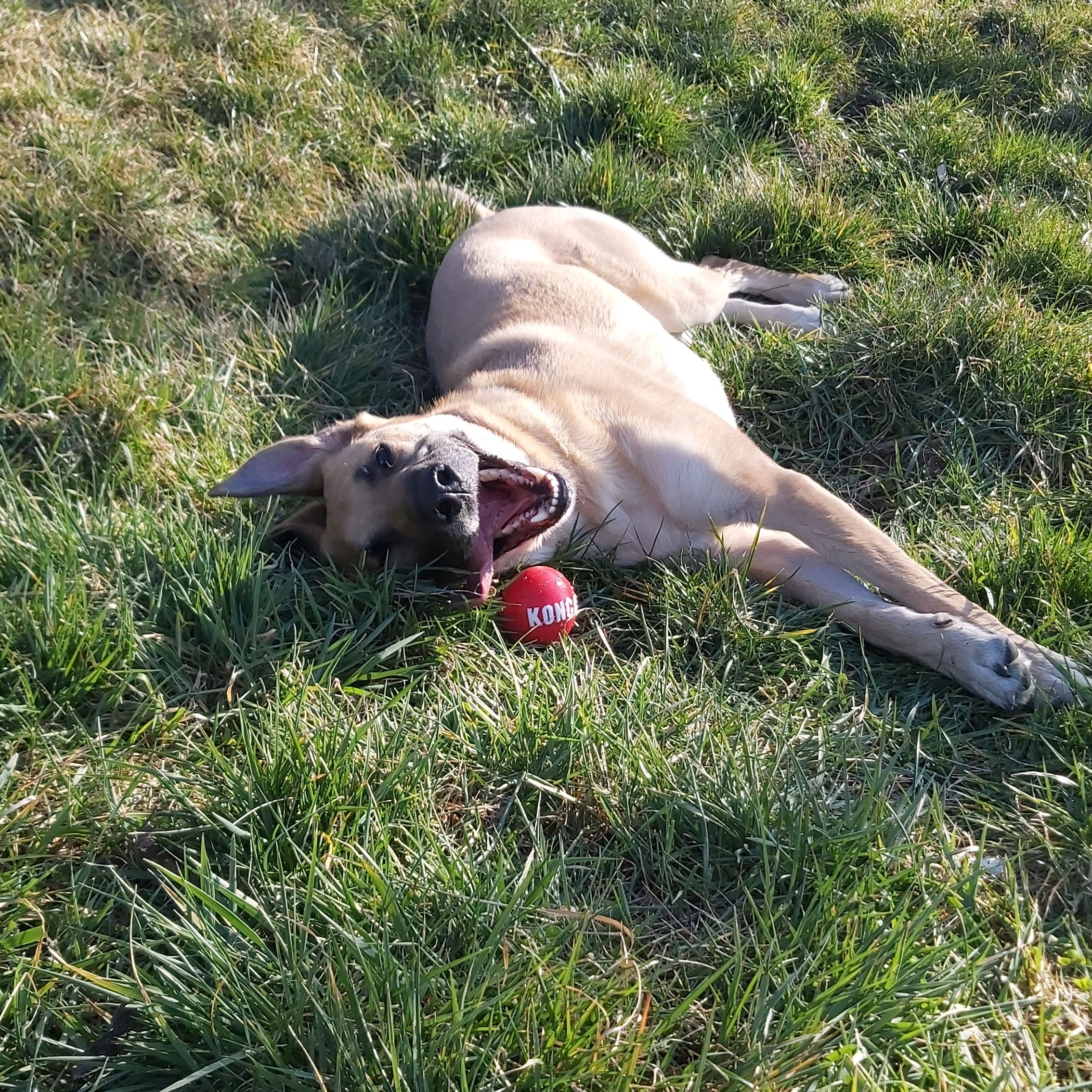 Soutěžní fotografie - Jessie,  Belgický ovčák - Malinois