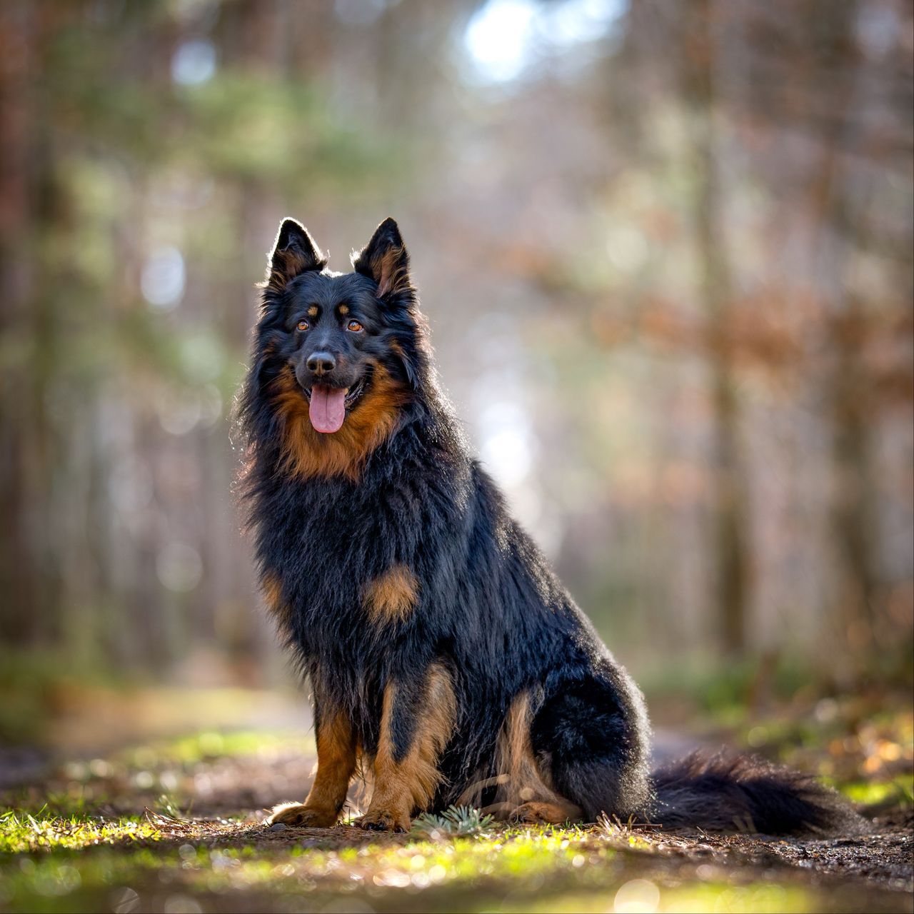 Soutěžní fotografie - Archie,  Chodský pes