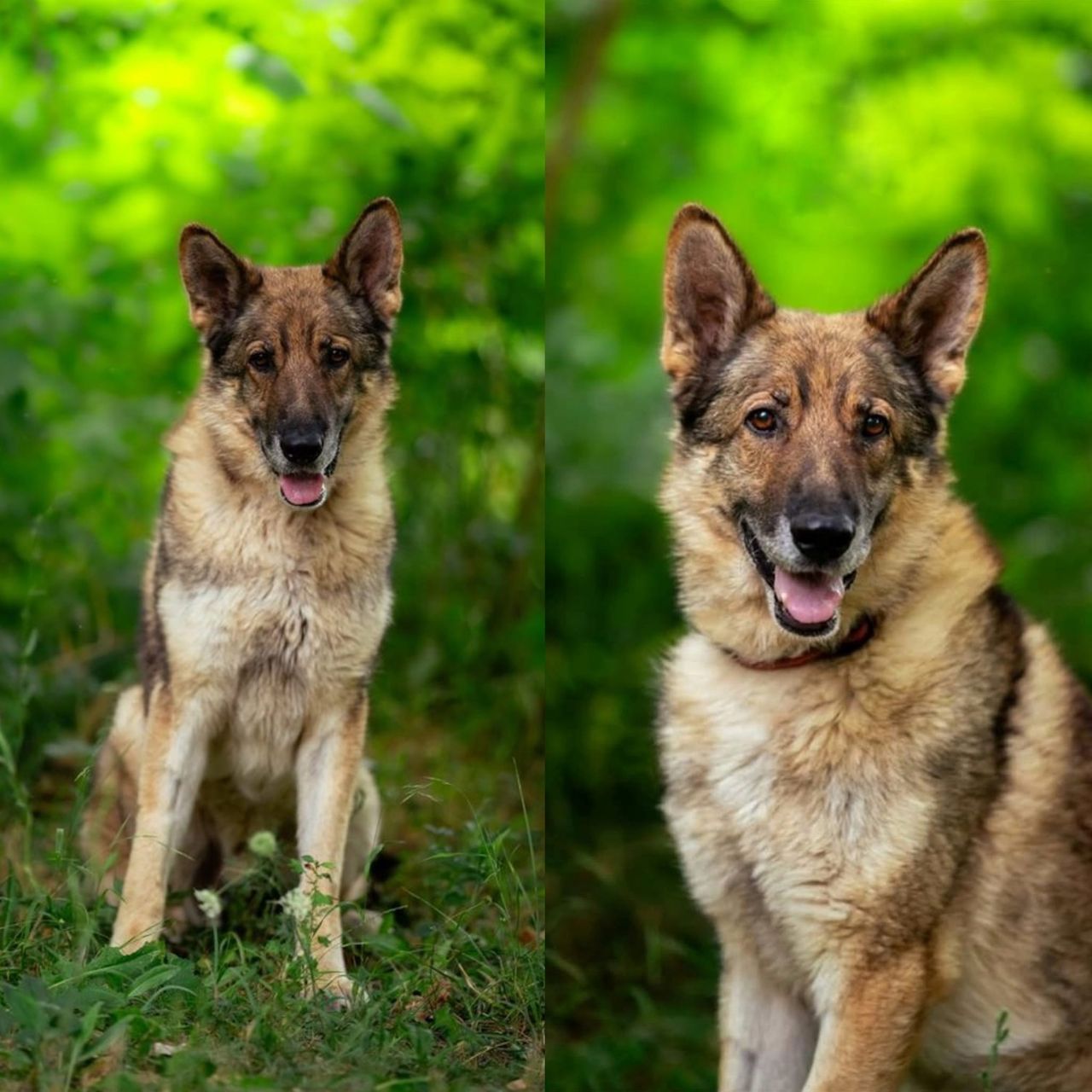 Soutěžní fotografie - Max,  Československý vlčák