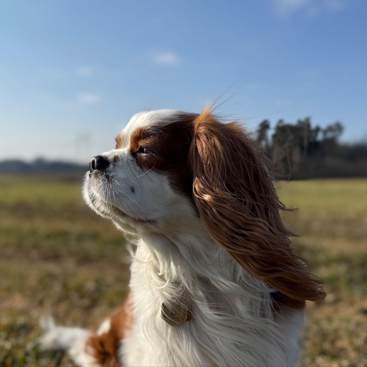 Soutěžní fotografie - Leo,  Kavalír King Charles španěl
