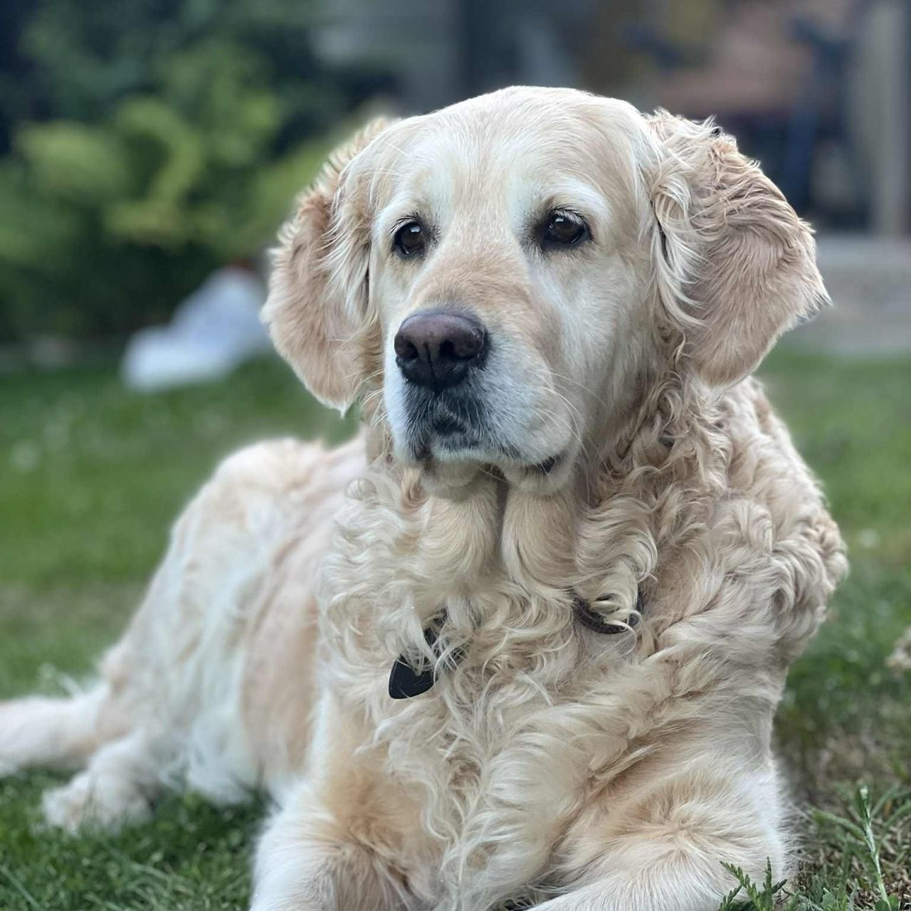 Soutěžní fotografie - AMY,  Zlatý retriever