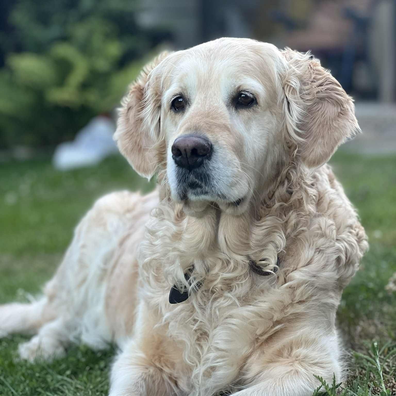 Soutěžní fotografie - AMY,  Zlatý retriever