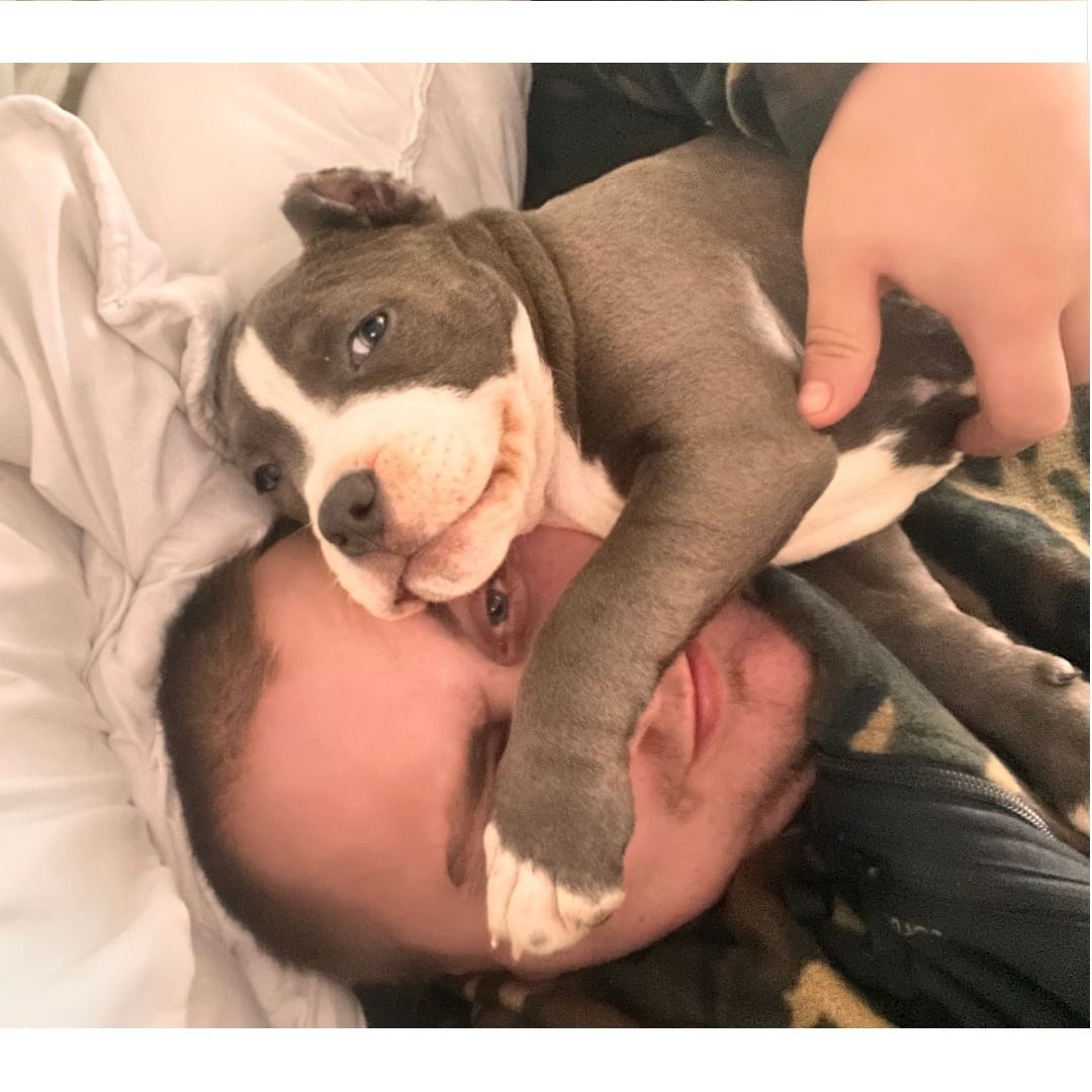 Soutěžní fotografie - Ruby,  Stafordšírský bullterier