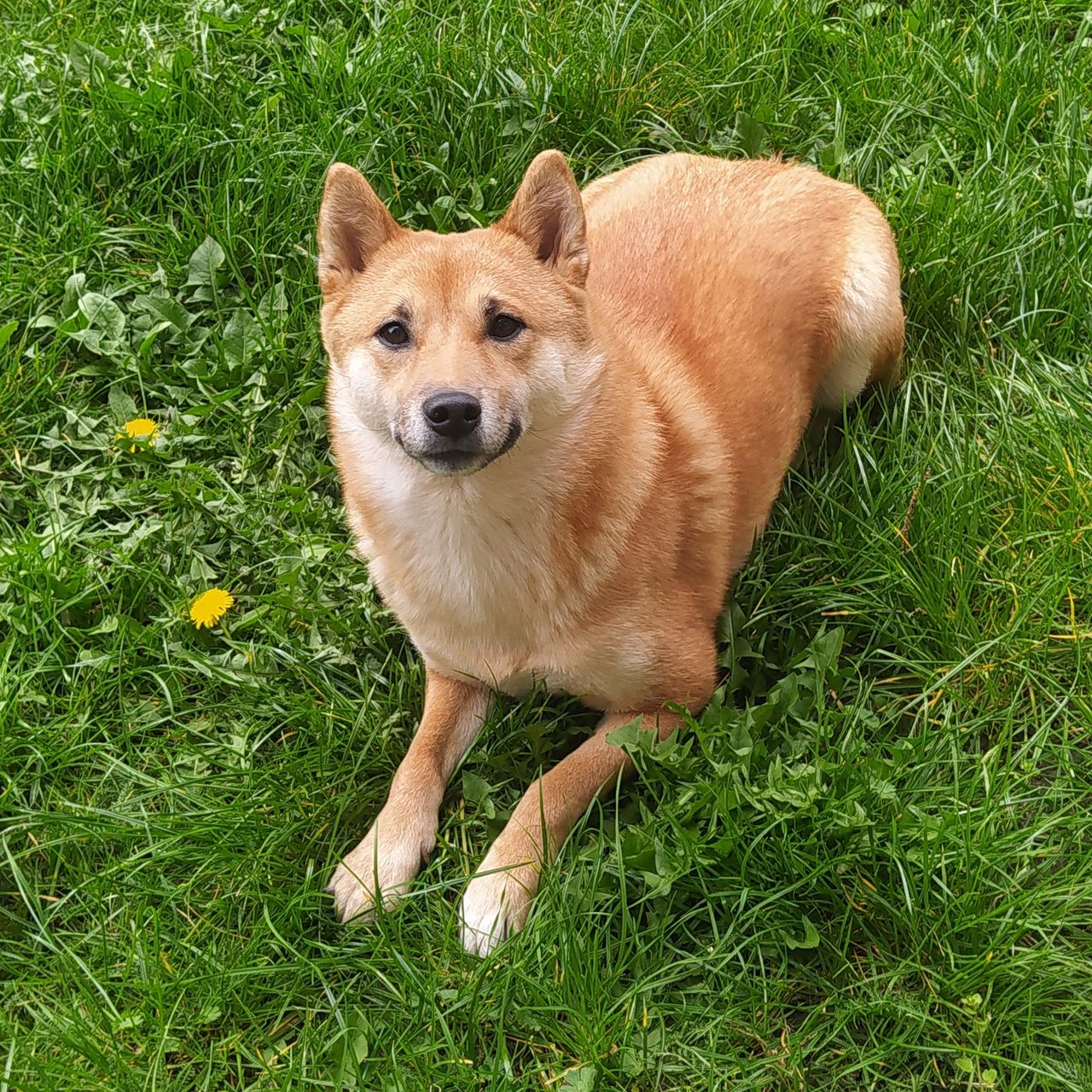 Soutěžní fotografie - Tery,  Shiba