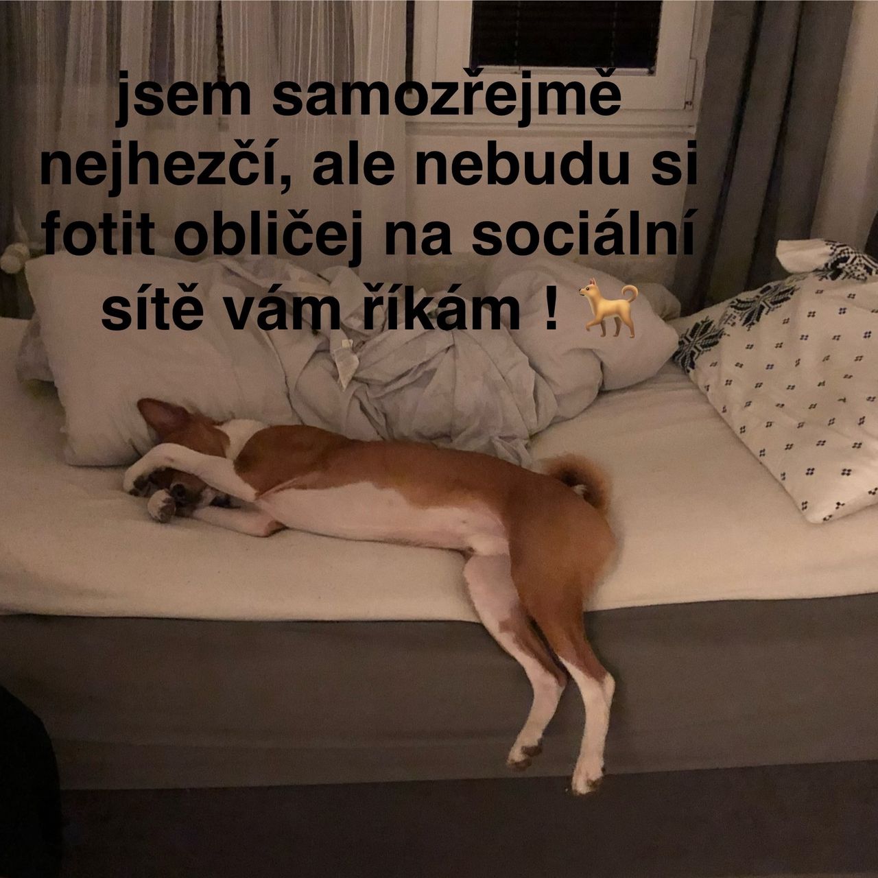 Soutěžní fotografie - Fazole,  Basenji