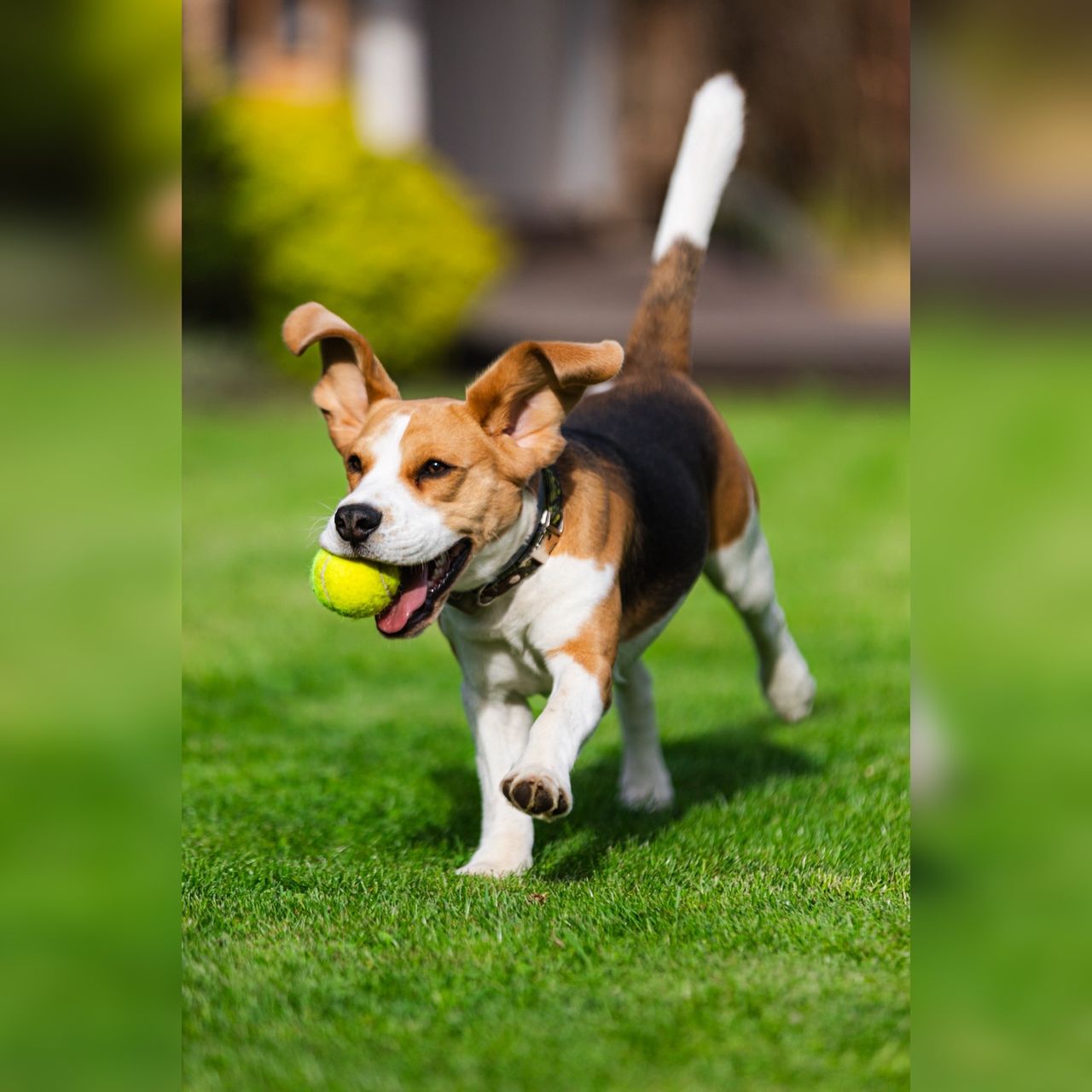 Soutěžní fotografie - Rusty,  Beagle