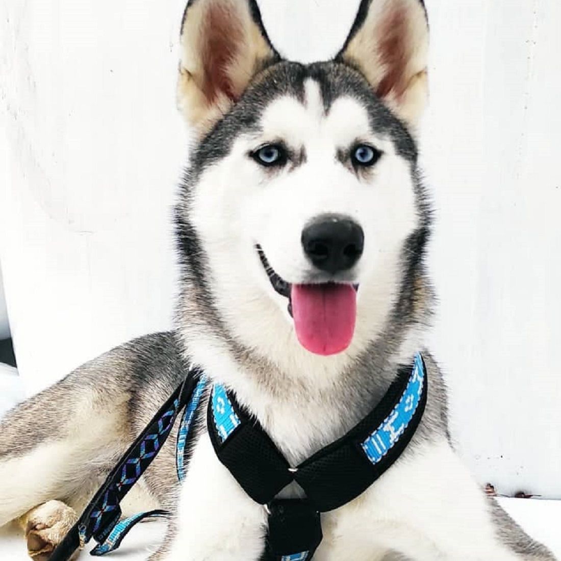 Soutěžní fotografie - Maya,  Sibiřský husky