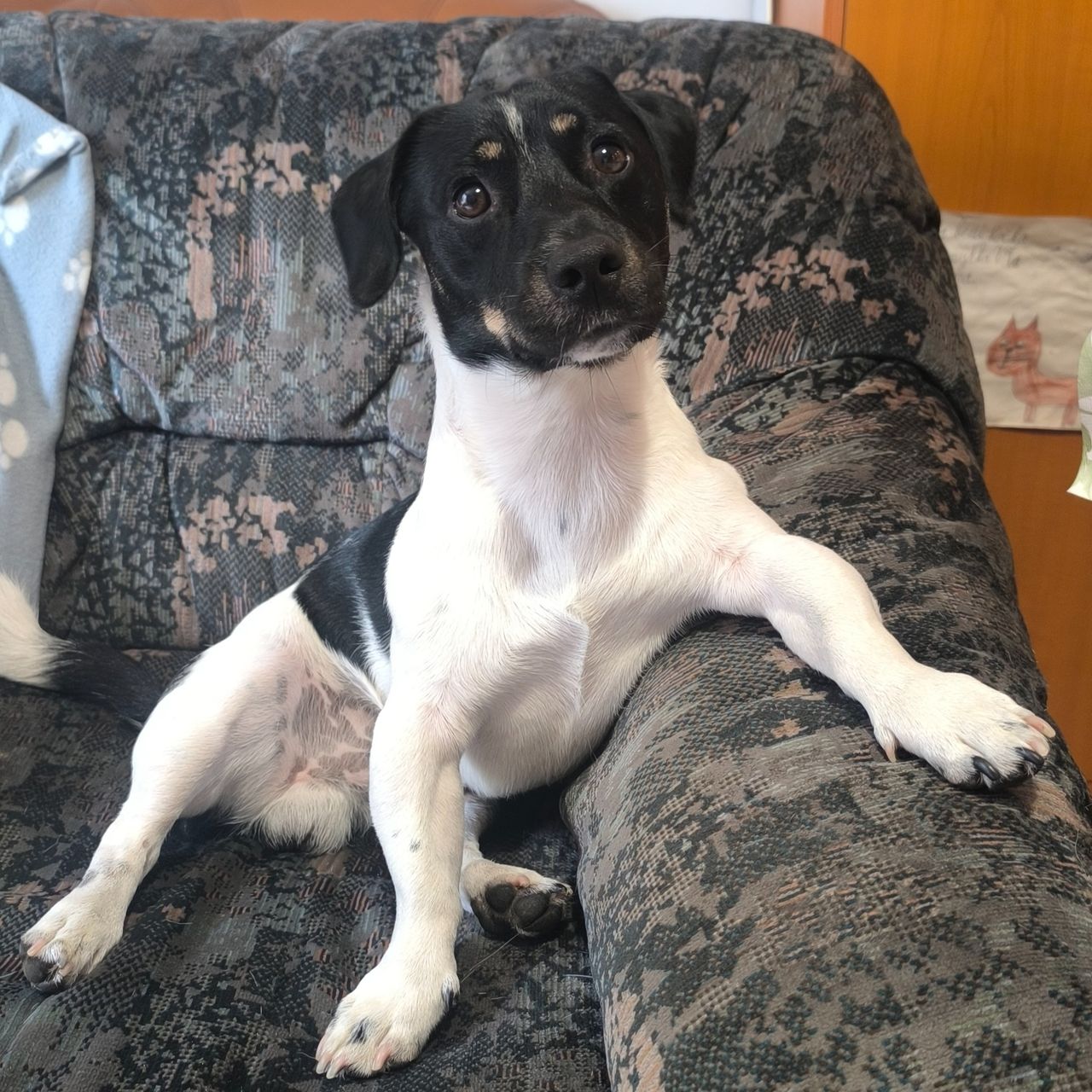 Soutěžní fotografie - Max,  Jack Russell Teriér