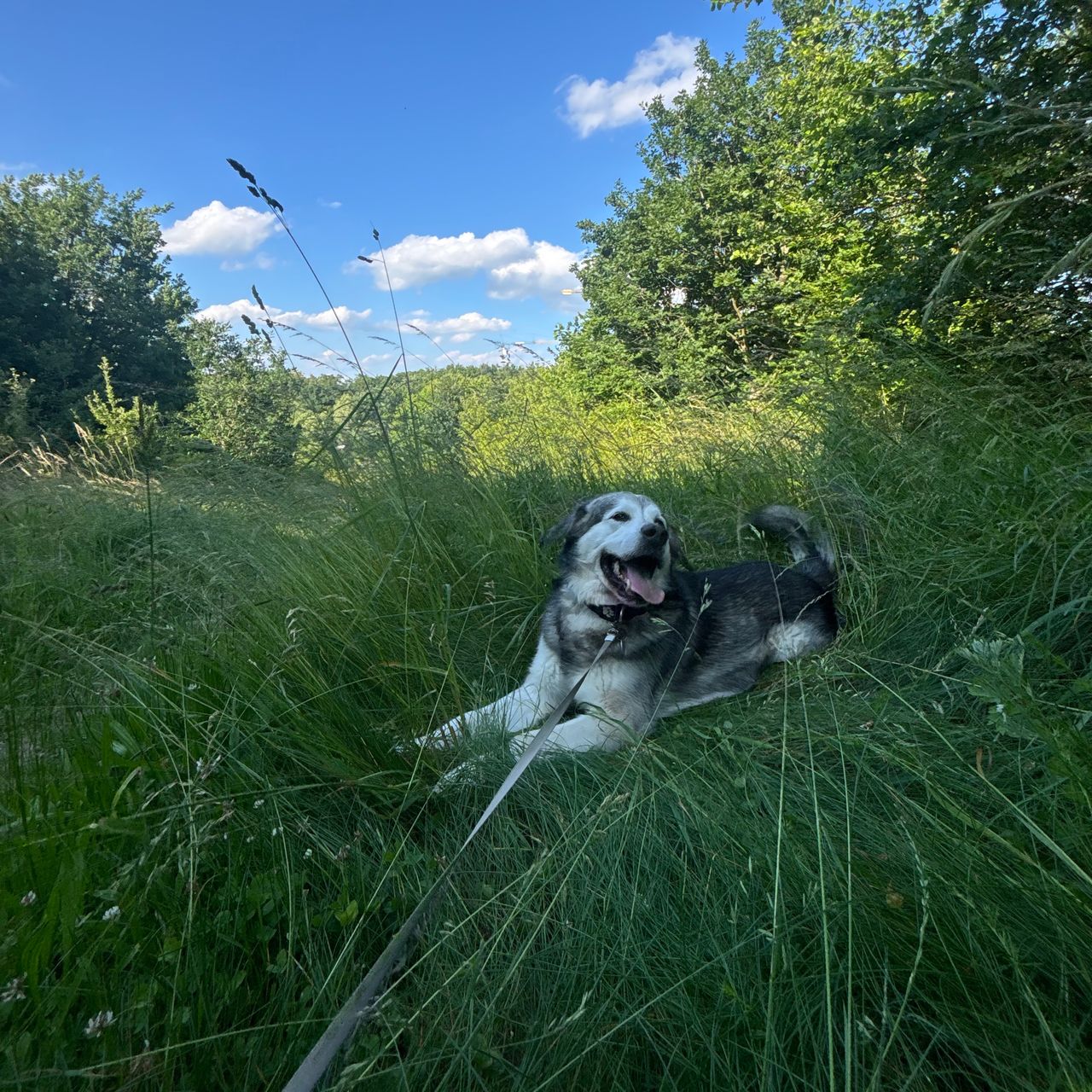 Soutěžní fotografie - Ron,  Aljašský malamut