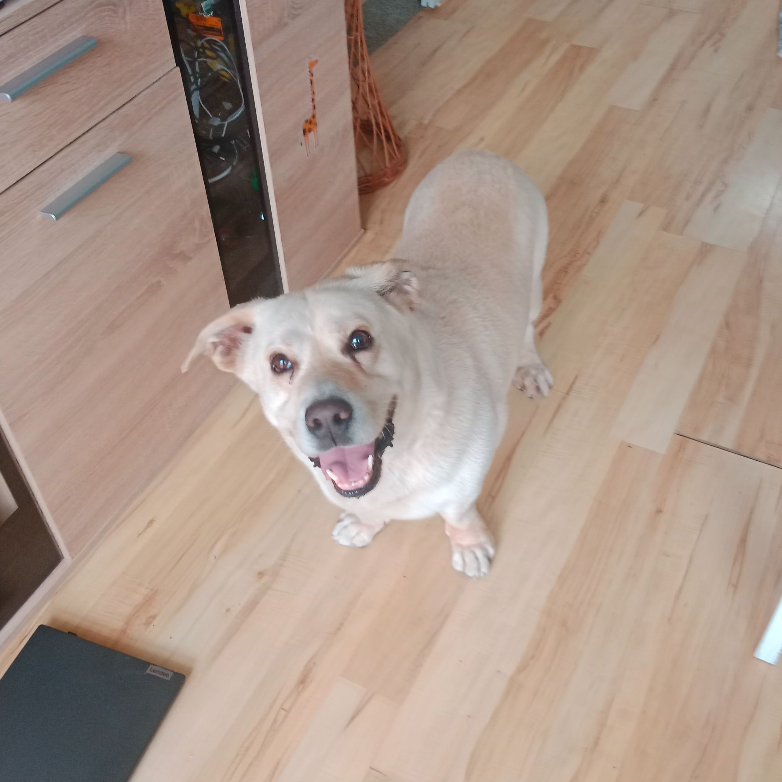 Soutěžní fotografie - Marley,  Labradorský retriever