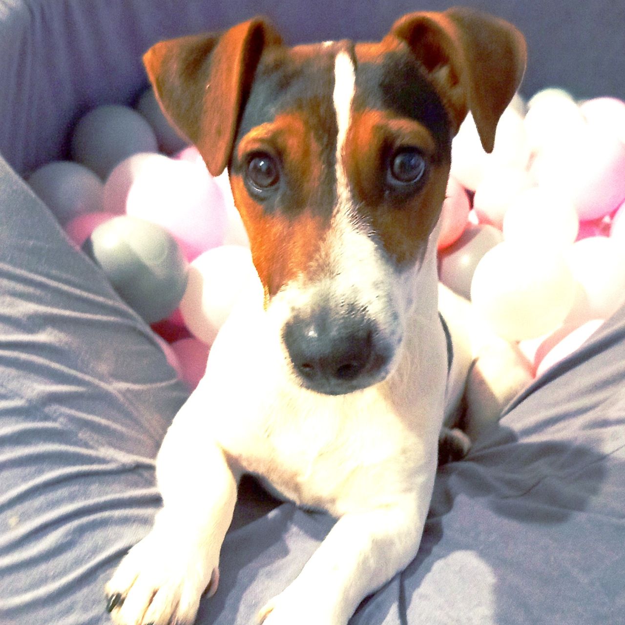 Soutěžní fotografie - Freddie,  Jack Russell Teriér