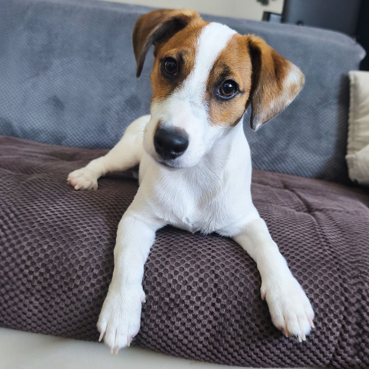 Soutěžní fotografie - Alfredo Bohemia Gaia,  Jack Russell Teriér