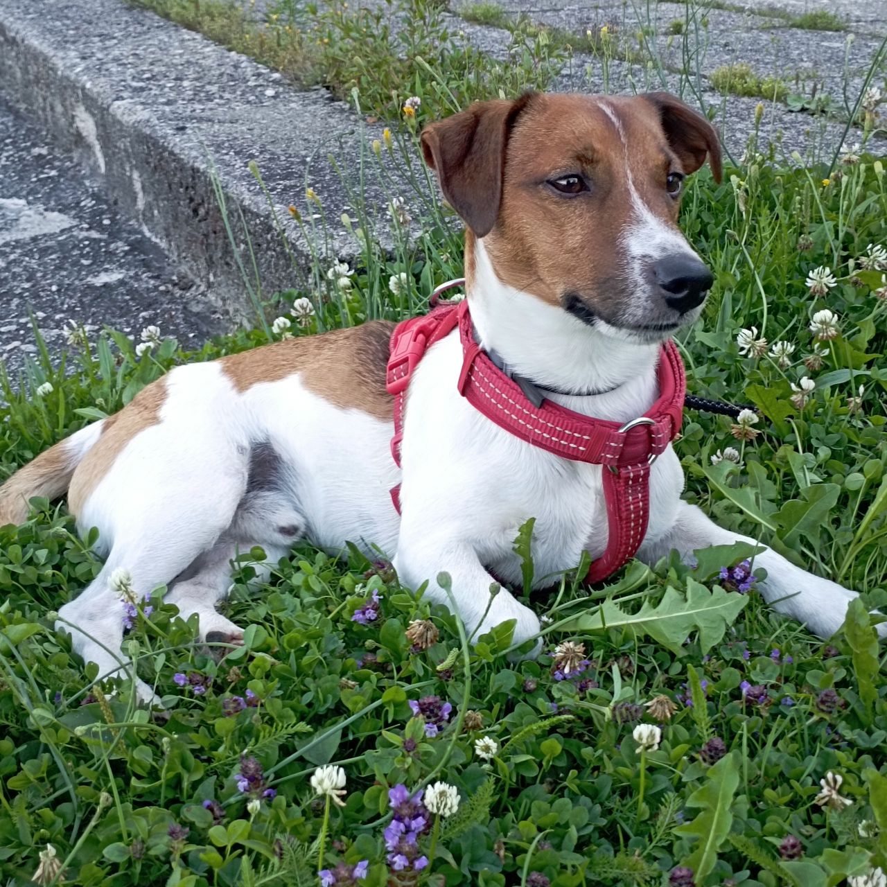 Soutěžní fotografie - Baddy,  Jack Russell Teriér