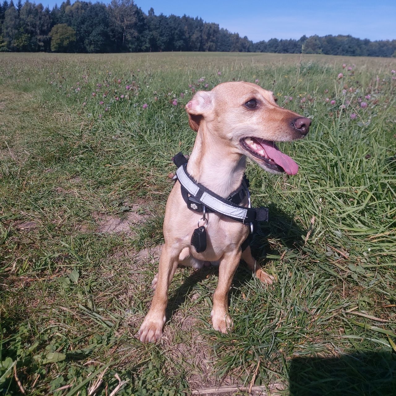 Soutěžní fotografie - Mia,  Ostatní