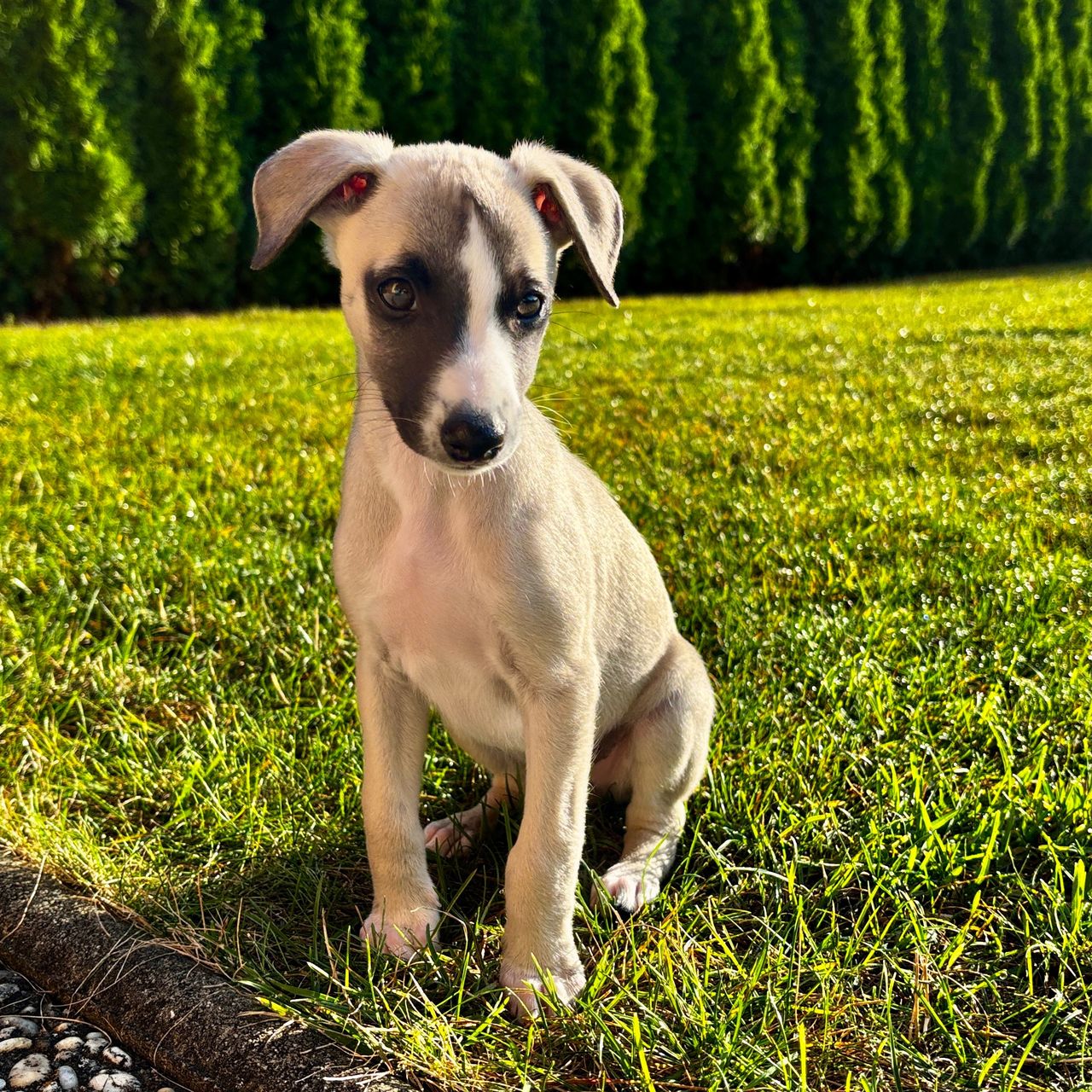 Soutěžní fotografie - Kailo,  Whippet