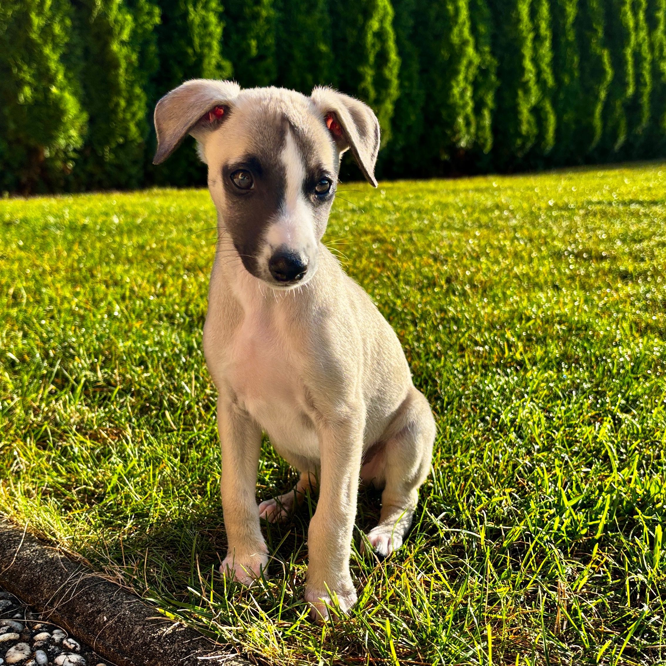 Soutěžní fotografie - Kailo,  Whippet