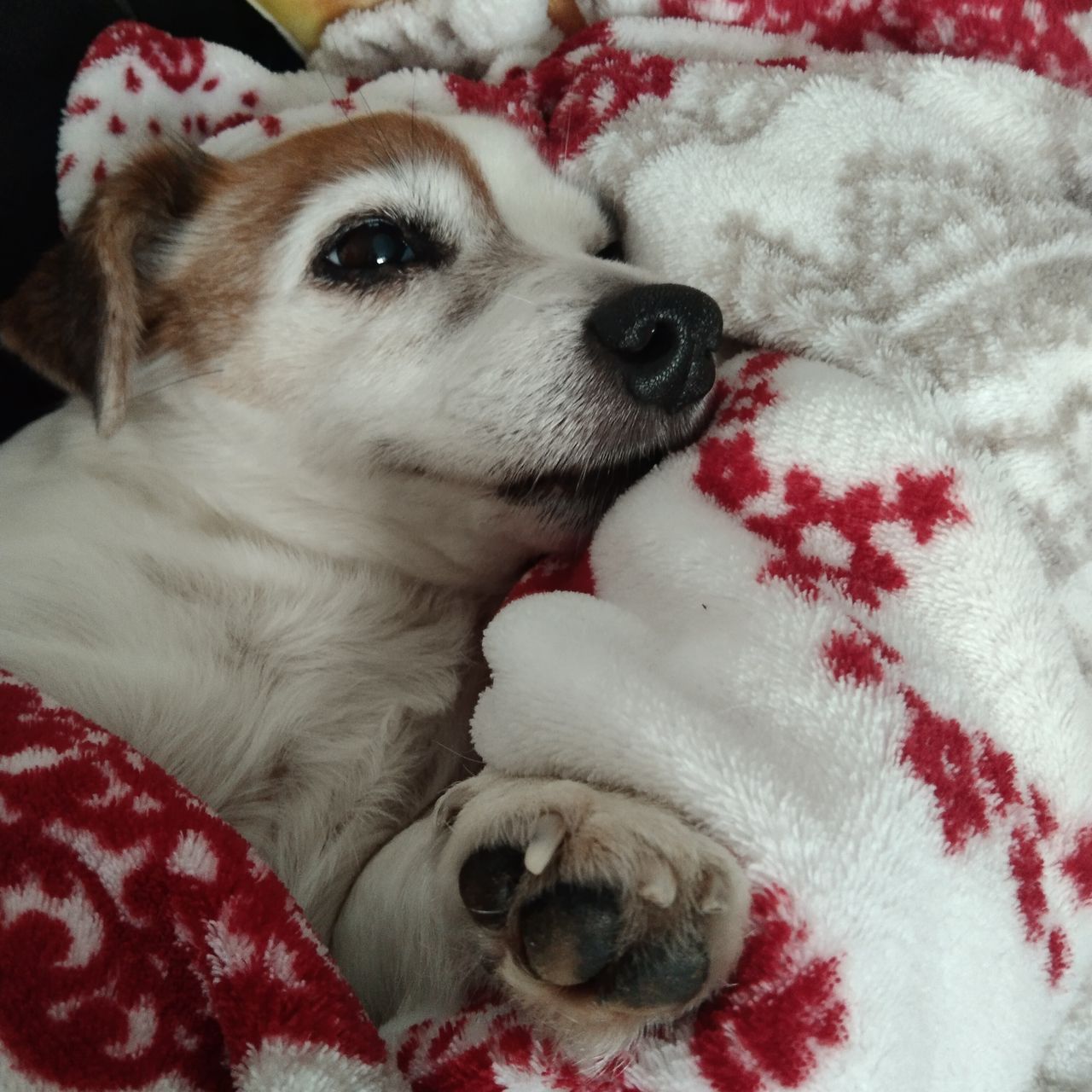 Soutěžní fotografie - Jackyna,  Jack Russell Teriér