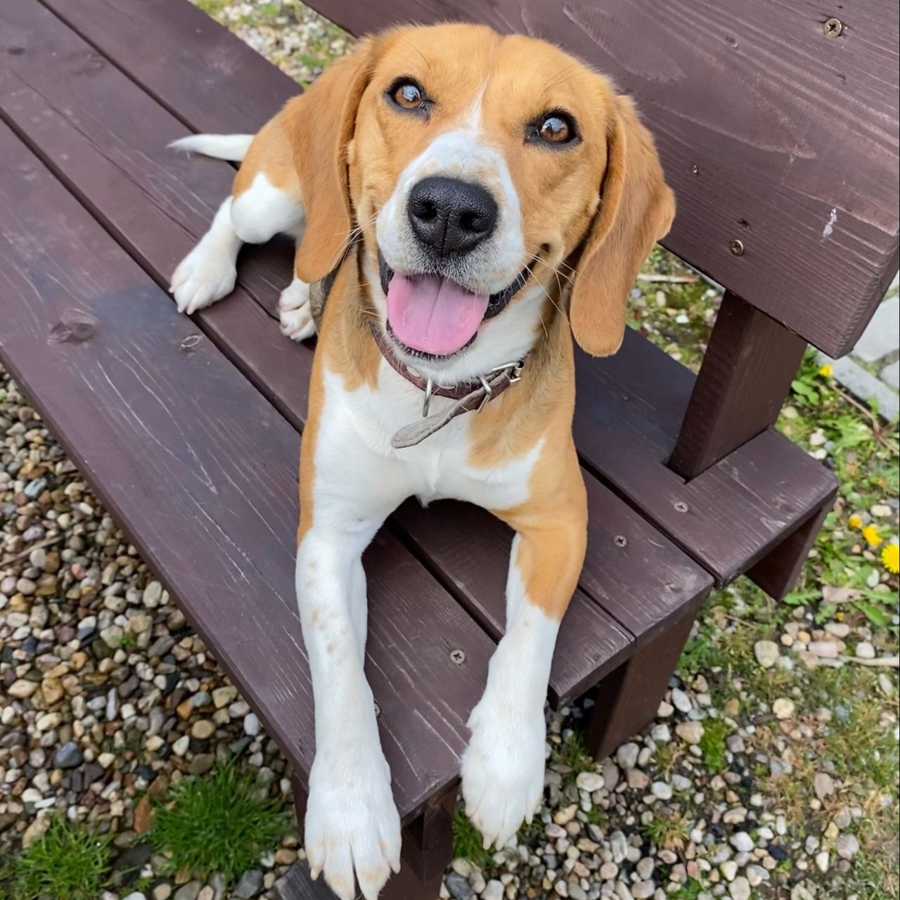 Soutěžní fotografie - Molly,  Beagle
