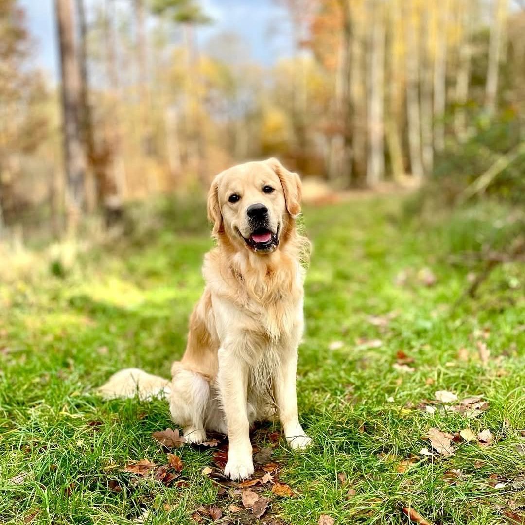 Soutěžní fotografie - Eda,  Zlatý retriever