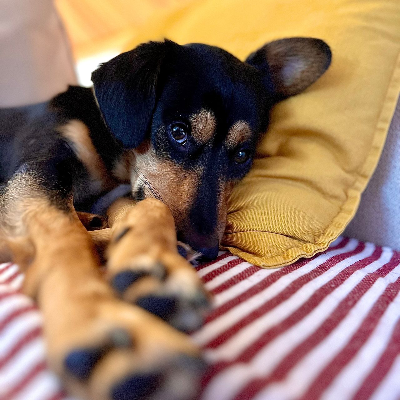 Soutěžní fotografie - Tobi,  Ostatní