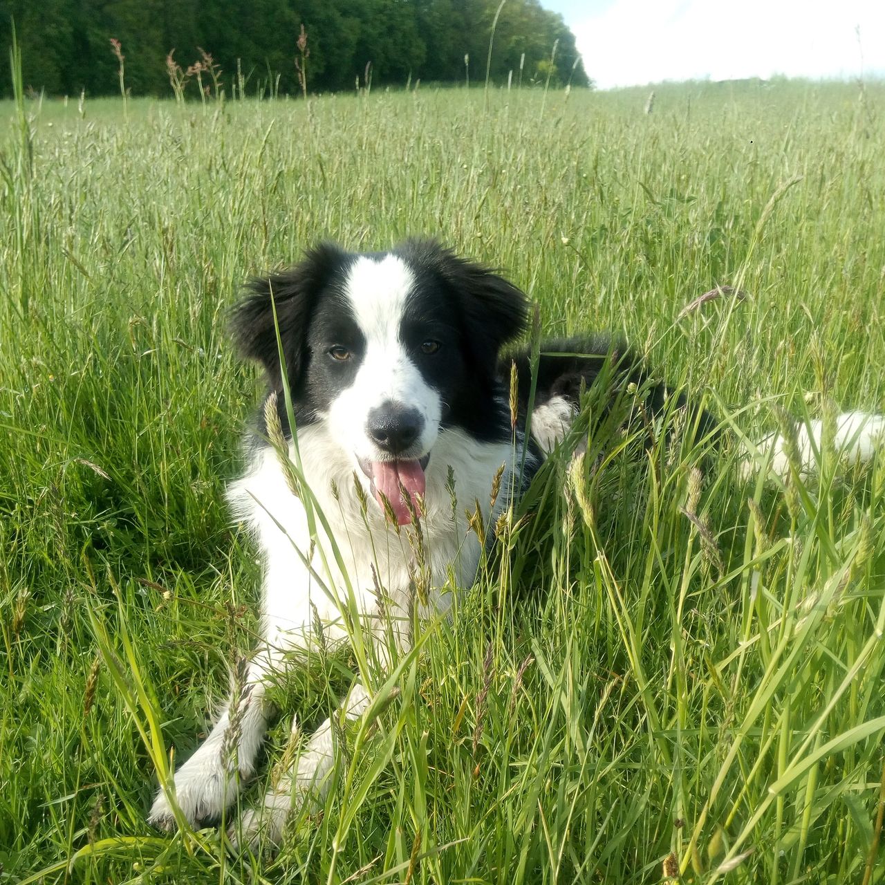 Soutěžní fotografie - Jessie,  Border kolie