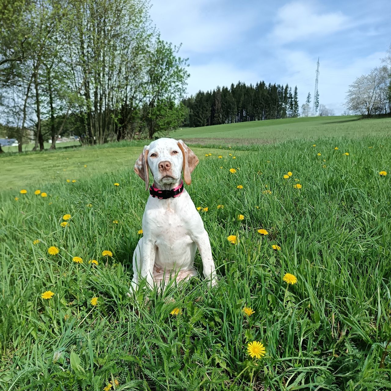 Soutěžní fotografie - Abby,  Bourbonský ohař krátkosrstý