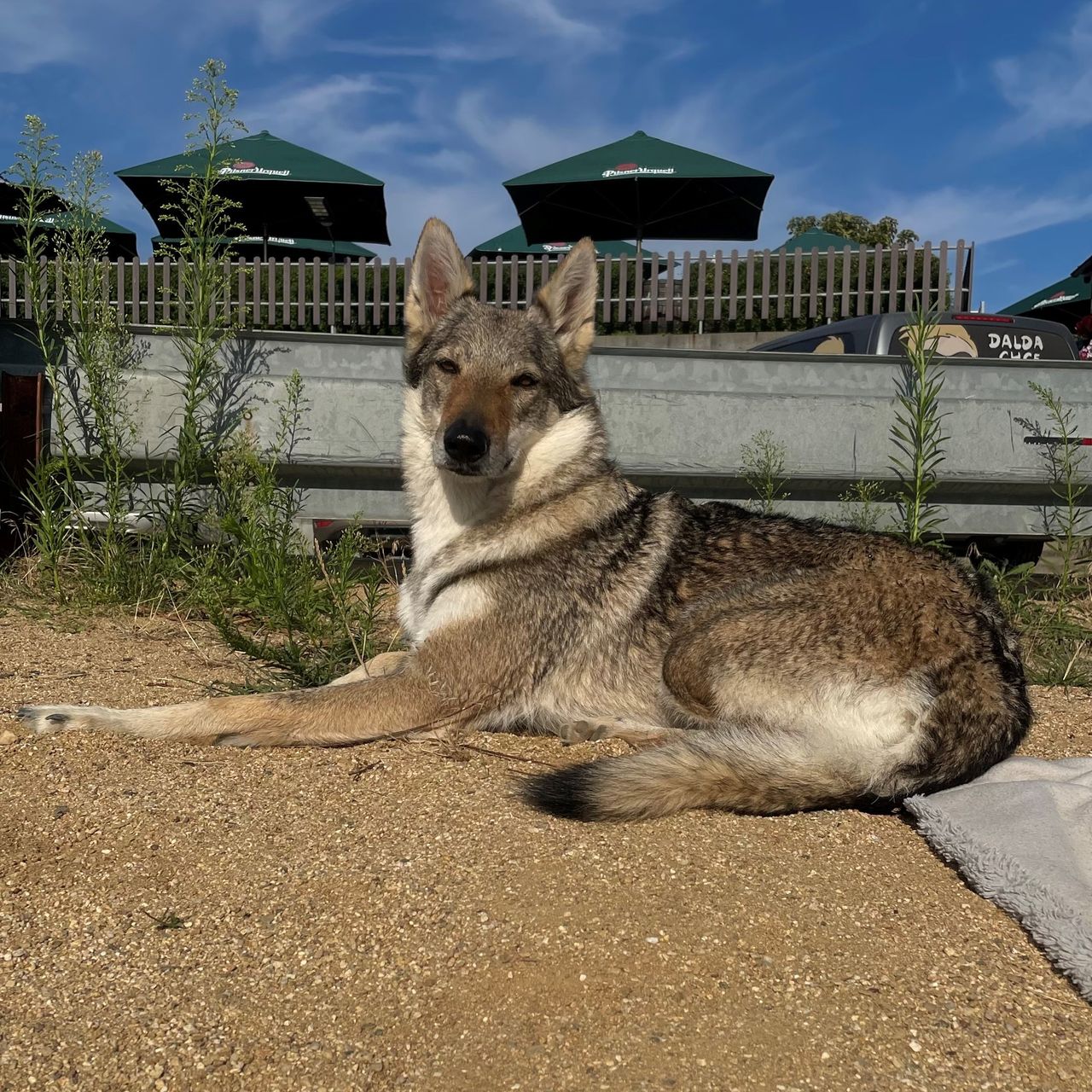 Soutěžní fotografie - Lexi,  Československý vlčák
