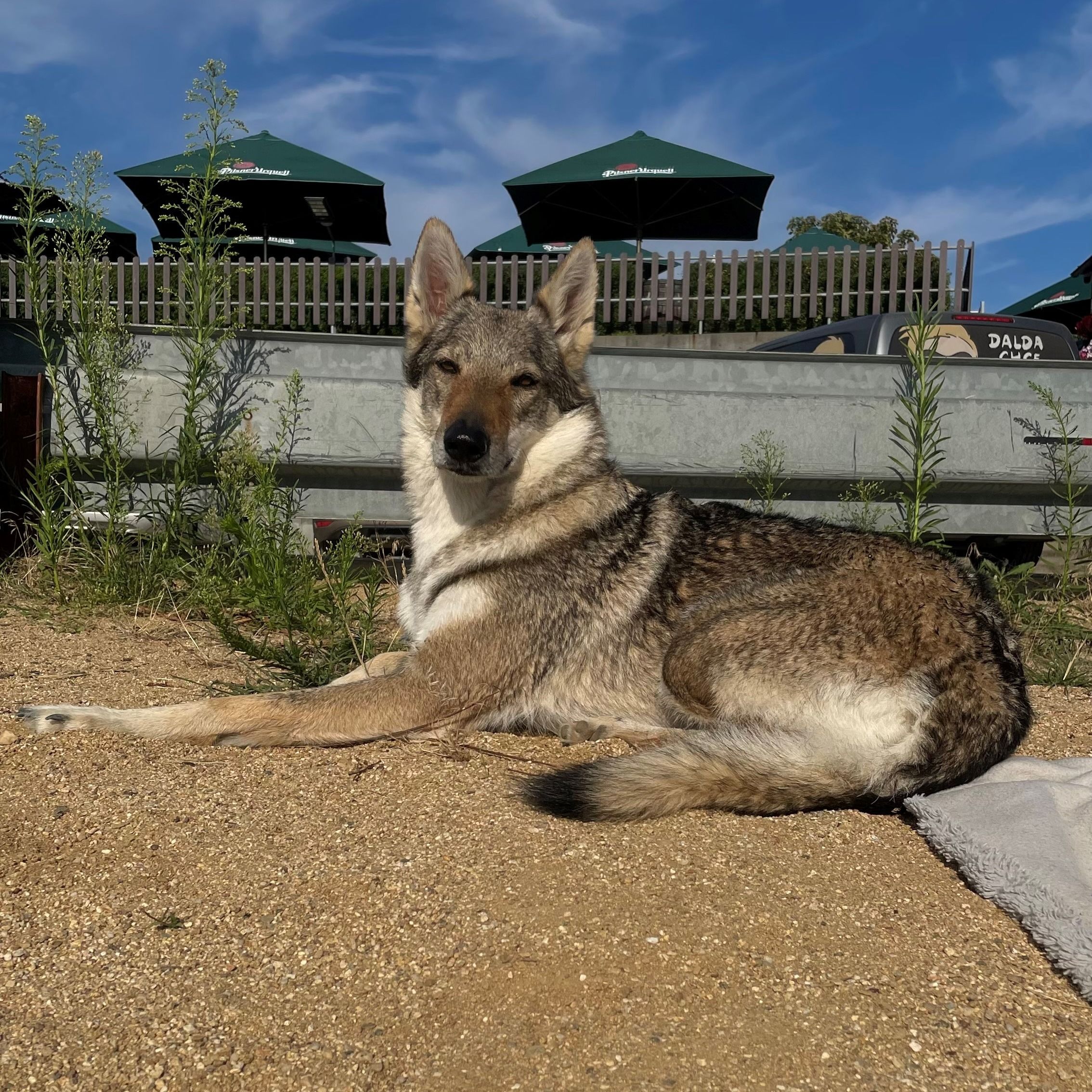 Soutěžní fotografie - Lexi,  Československý vlčák