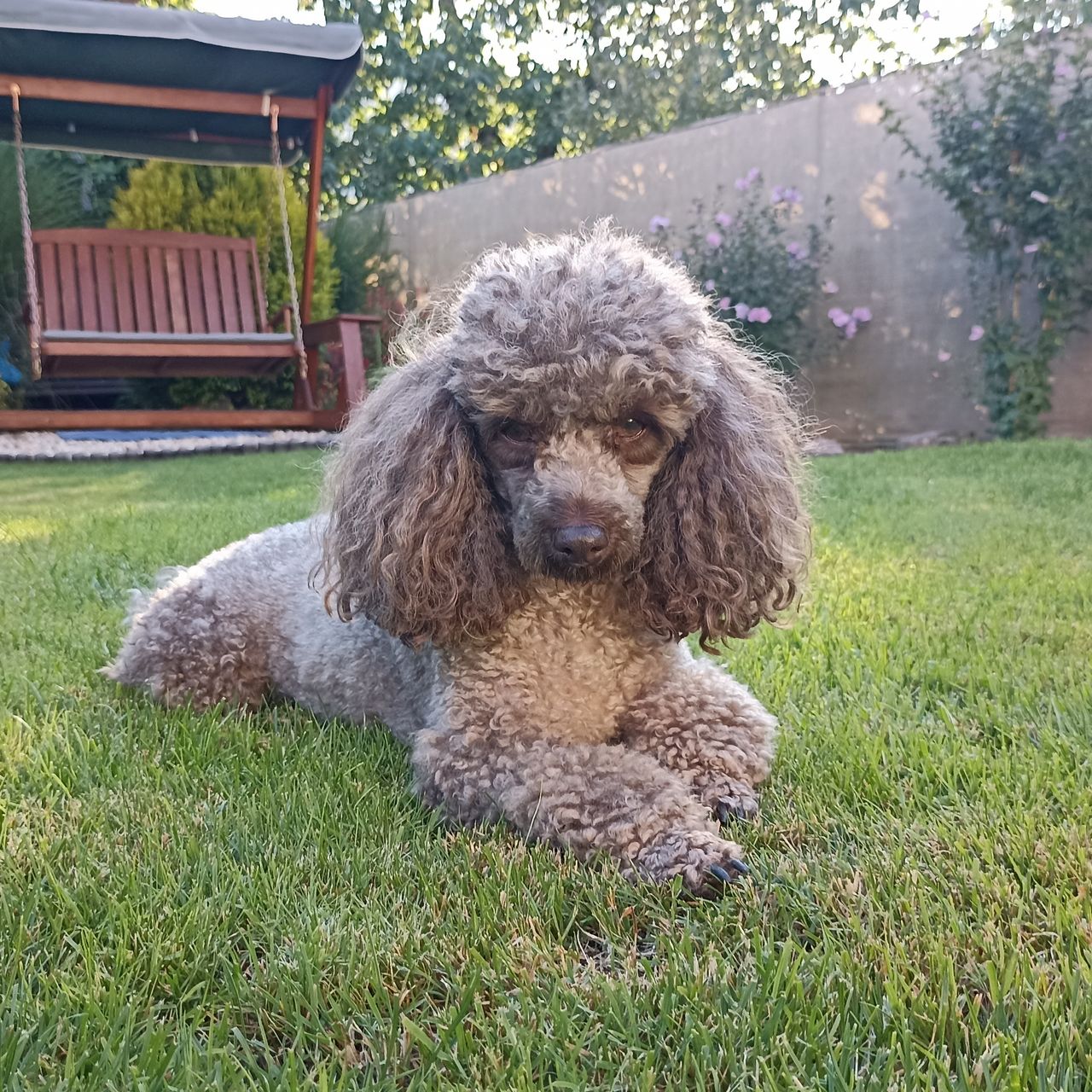 Soutěžní fotografie - Timmy,  Pudl