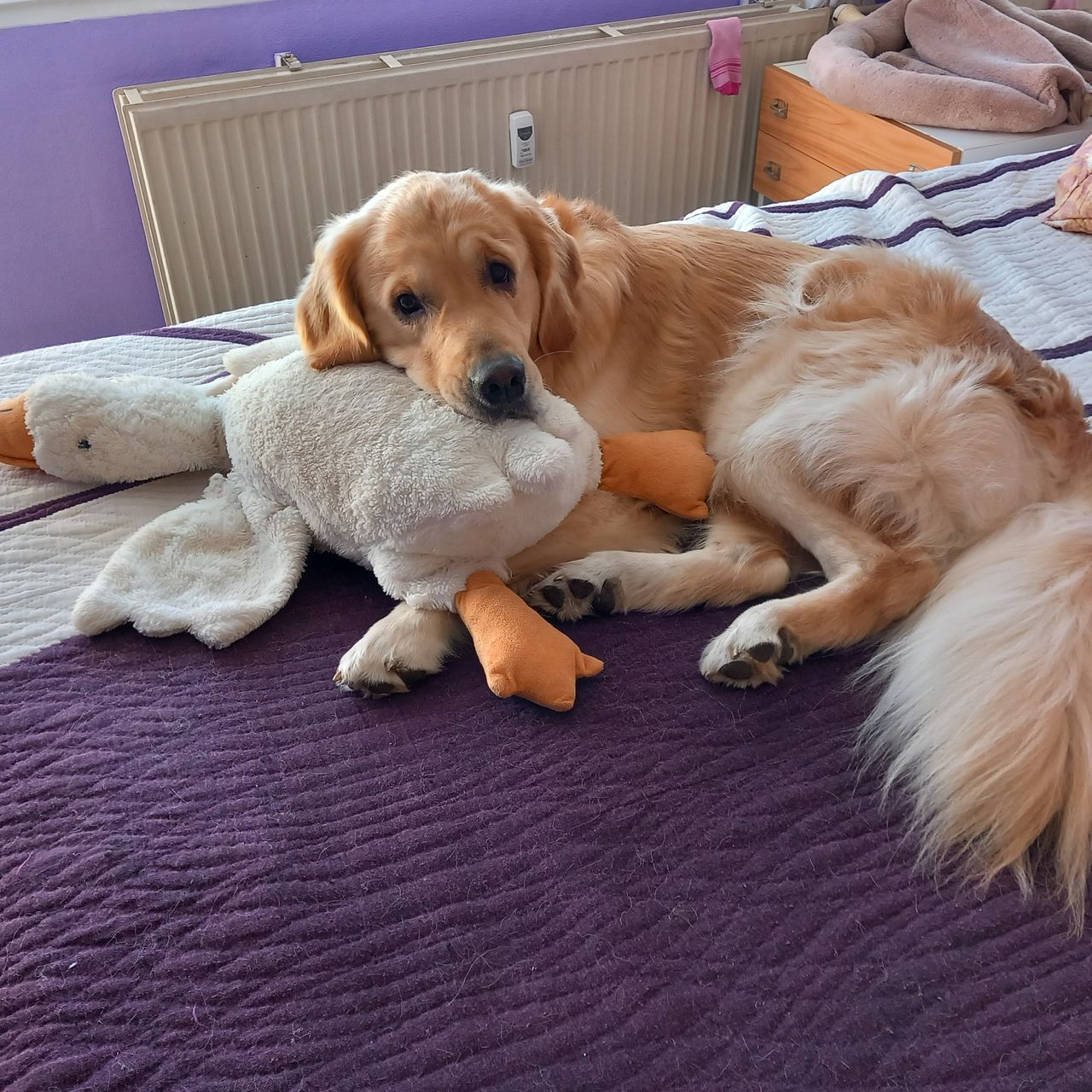 Soutěžní fotografie - Bady,  Zlatý retriever