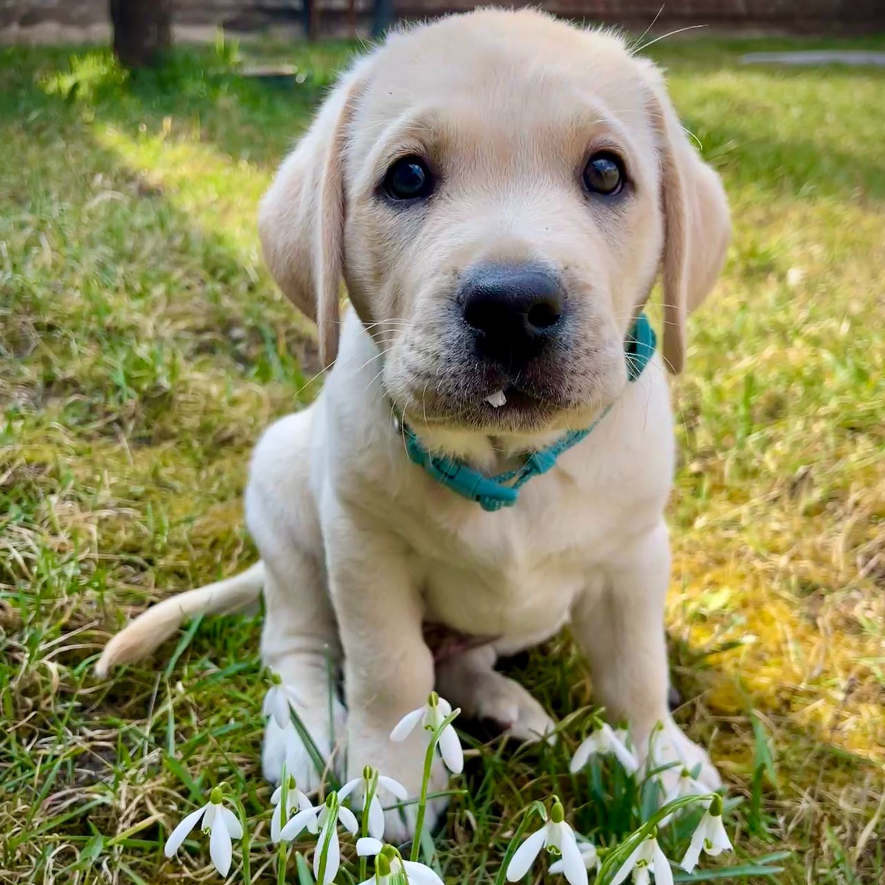 Soutěžní fotografie - Buddy,  Labradorský retriever