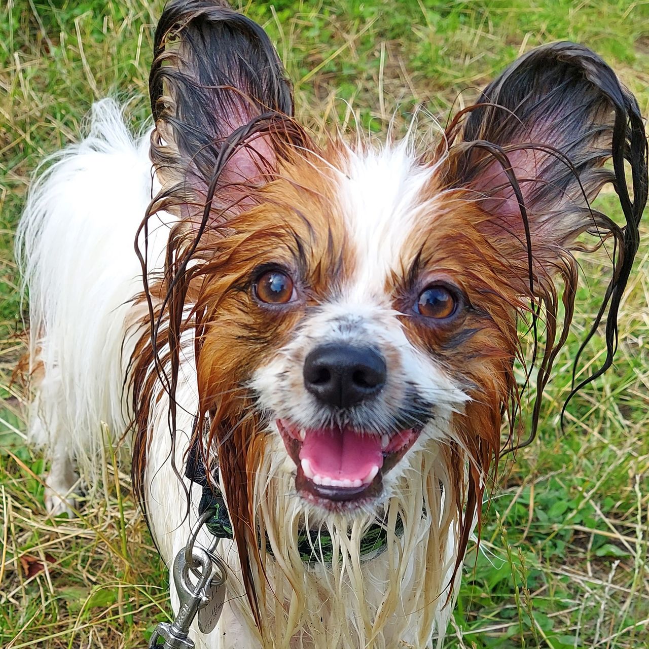 Soutěžní fotografie - Vilík,  Papillon