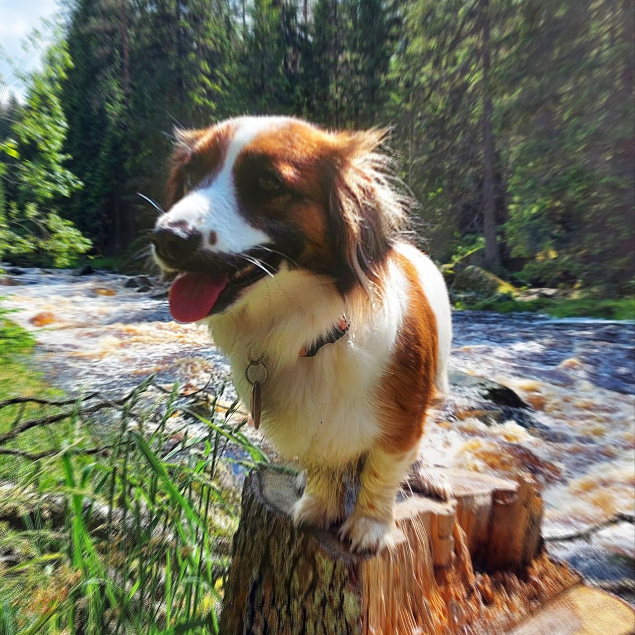 Soutěžní fotografie - Růžena,  Ostatní