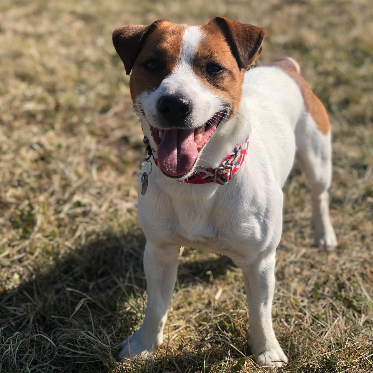 Soutěžní fotografie - Wolfík,  Jack Russell Teriér