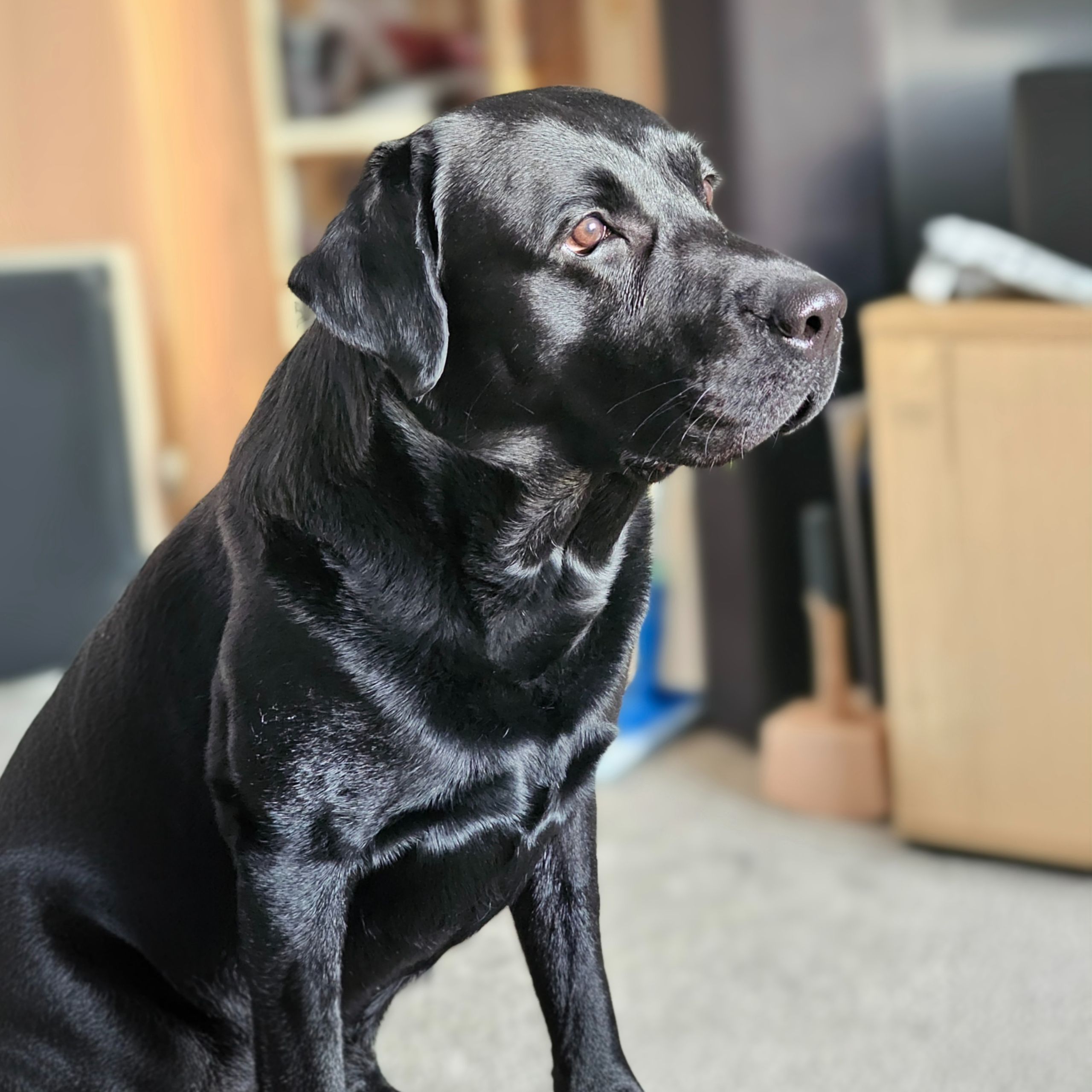 Soutěžní fotografie - Lenny,  Labradorský retriever