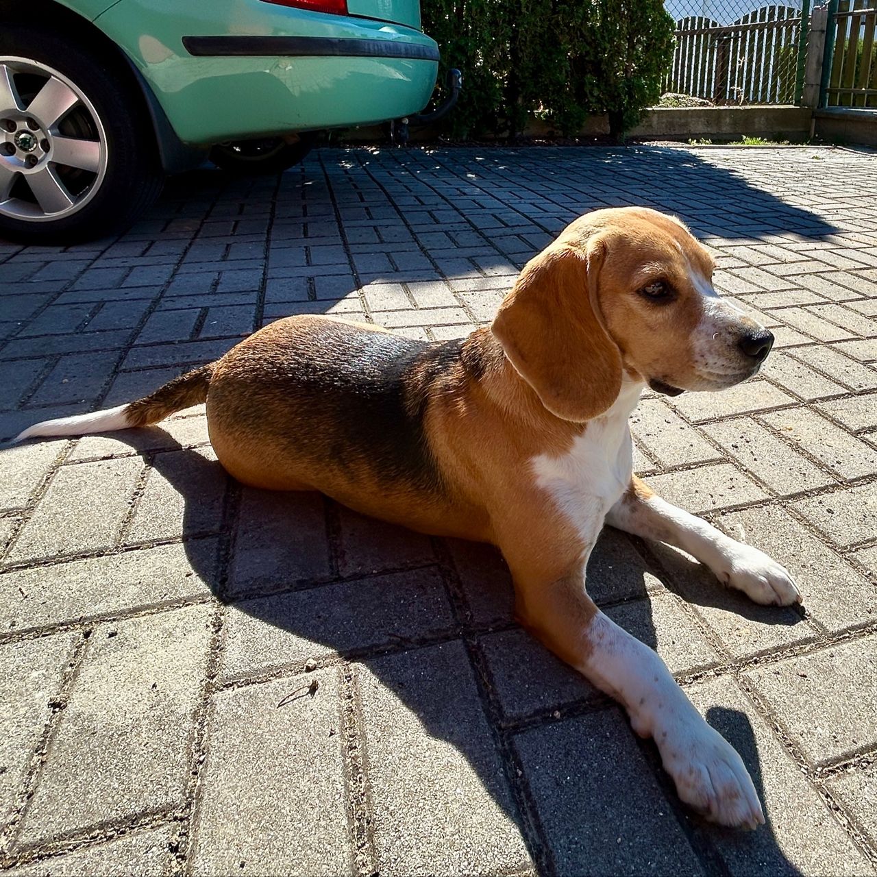 Soutěžní fotografie - Meggie,  Beagle