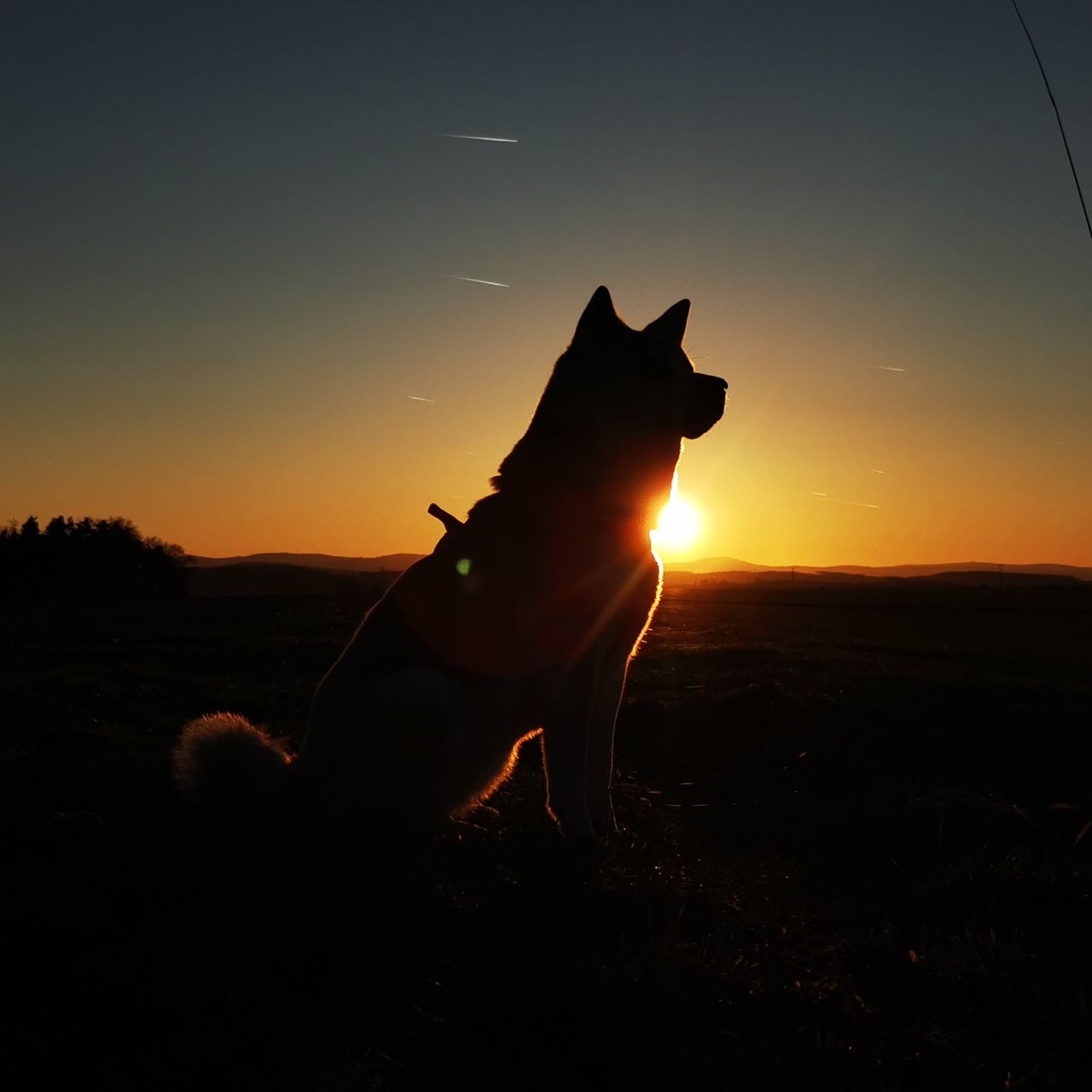 Soutěžní fotografie - Kimi,  Akita