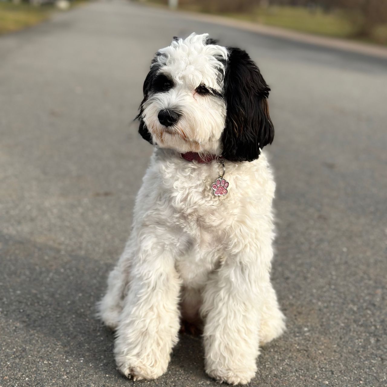 Soutěžní fotografie - Dottie,  Ostatní
