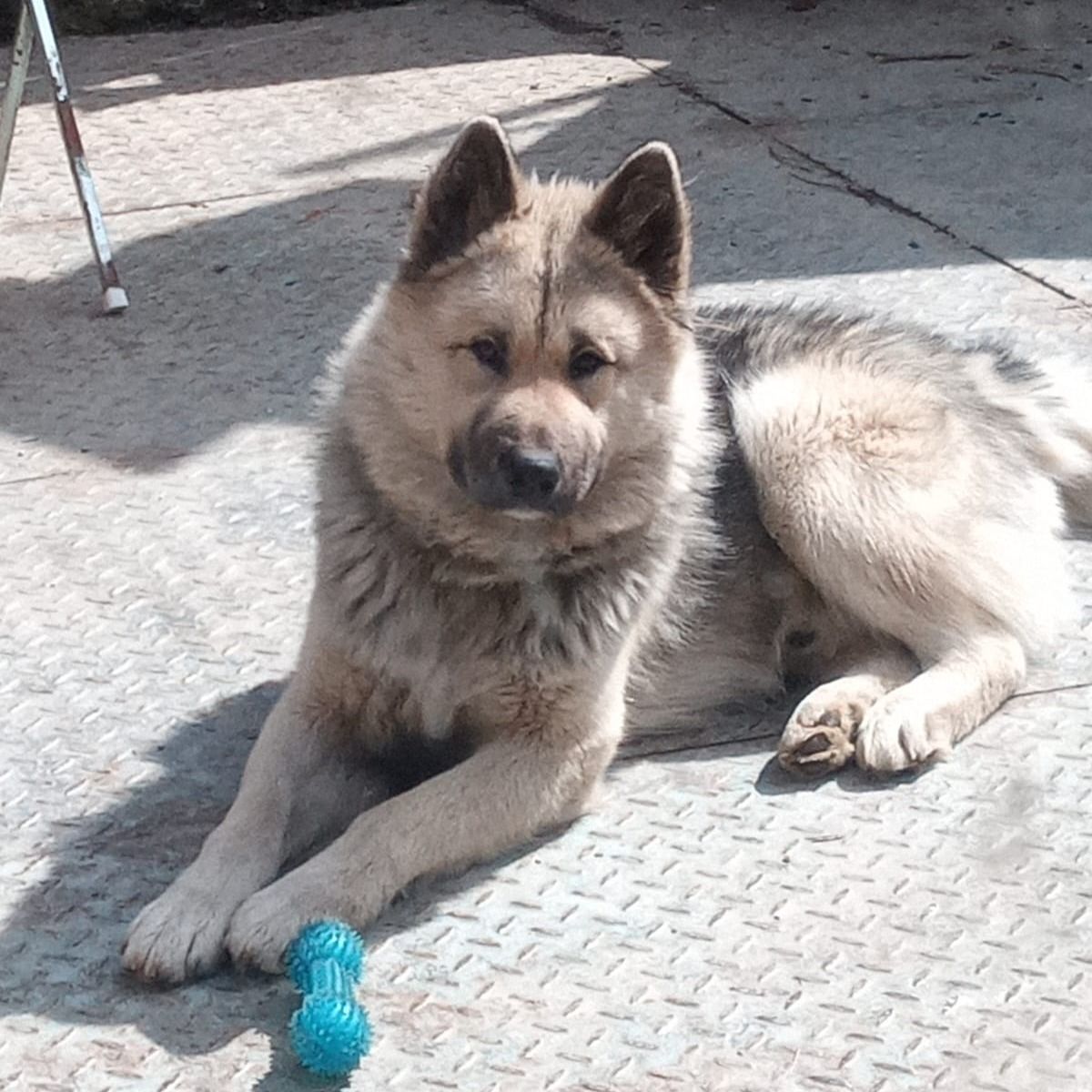 Soutěžní fotografie - Dobbík,  Ostatní