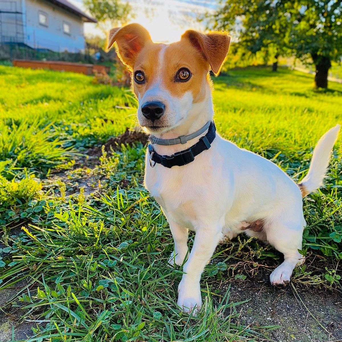 Soutěžní fotografie - Jimmy,  Jack Russell Teriér