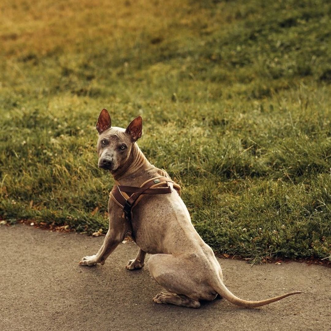 Soutěžní fotografie - Dexter,  Thajský ridgeback
