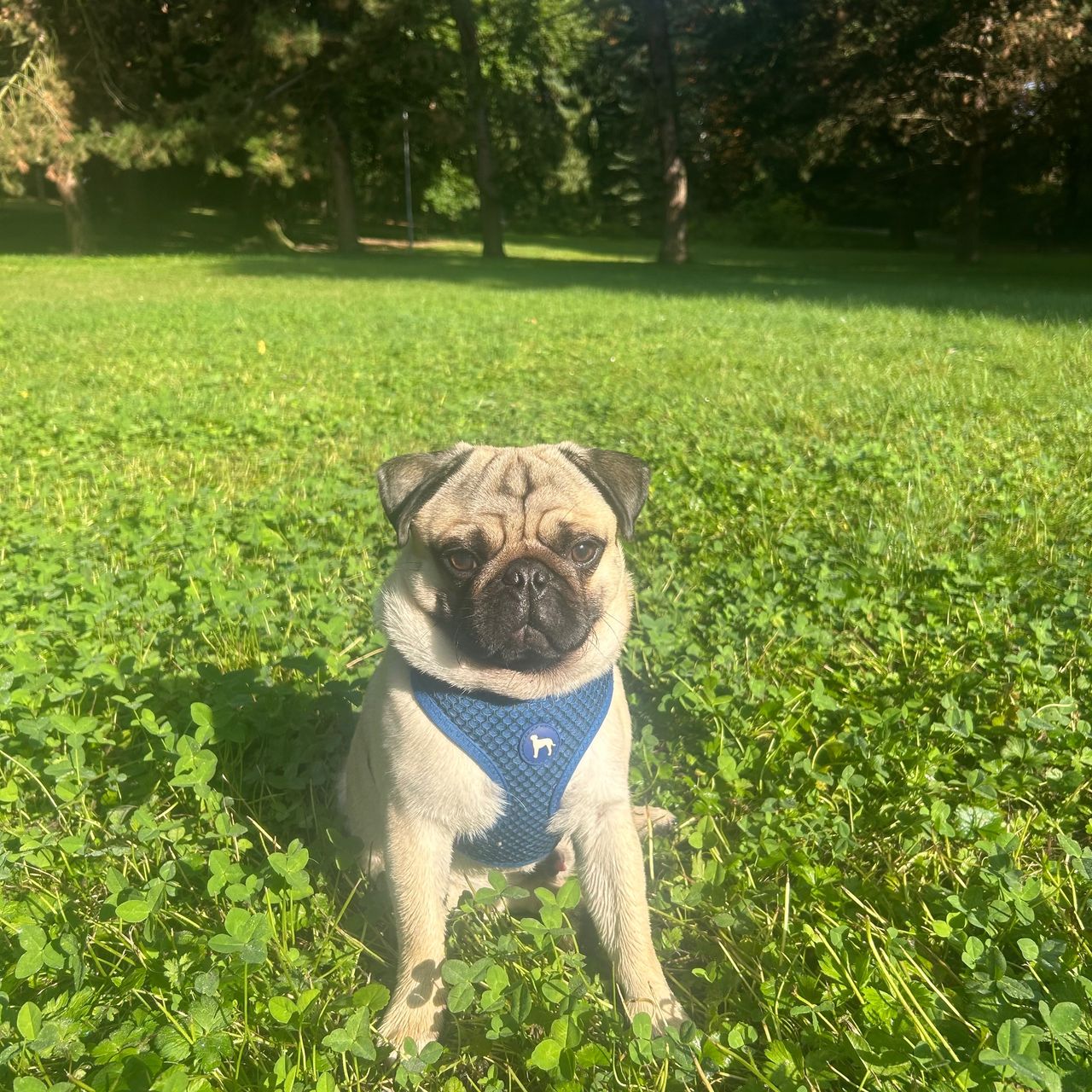 Soutěžní fotografie - Francis Scott Mescalin,  Mops