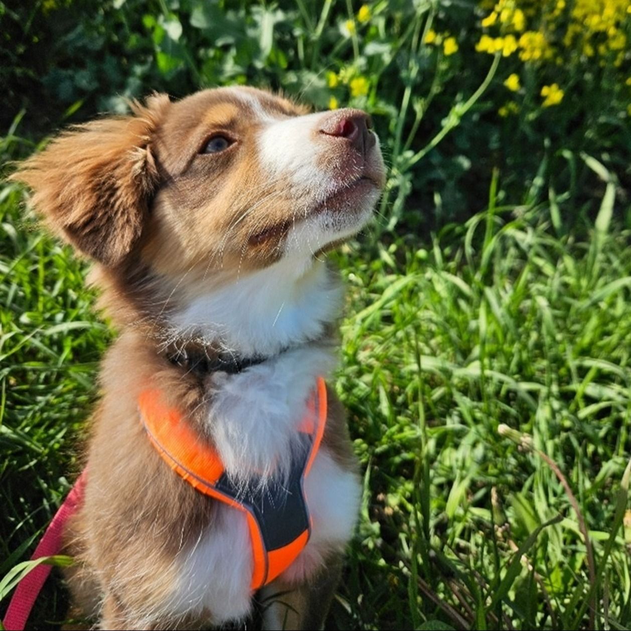 Soutěžní fotografie - Rosie,  Miniaturní americký ovčák