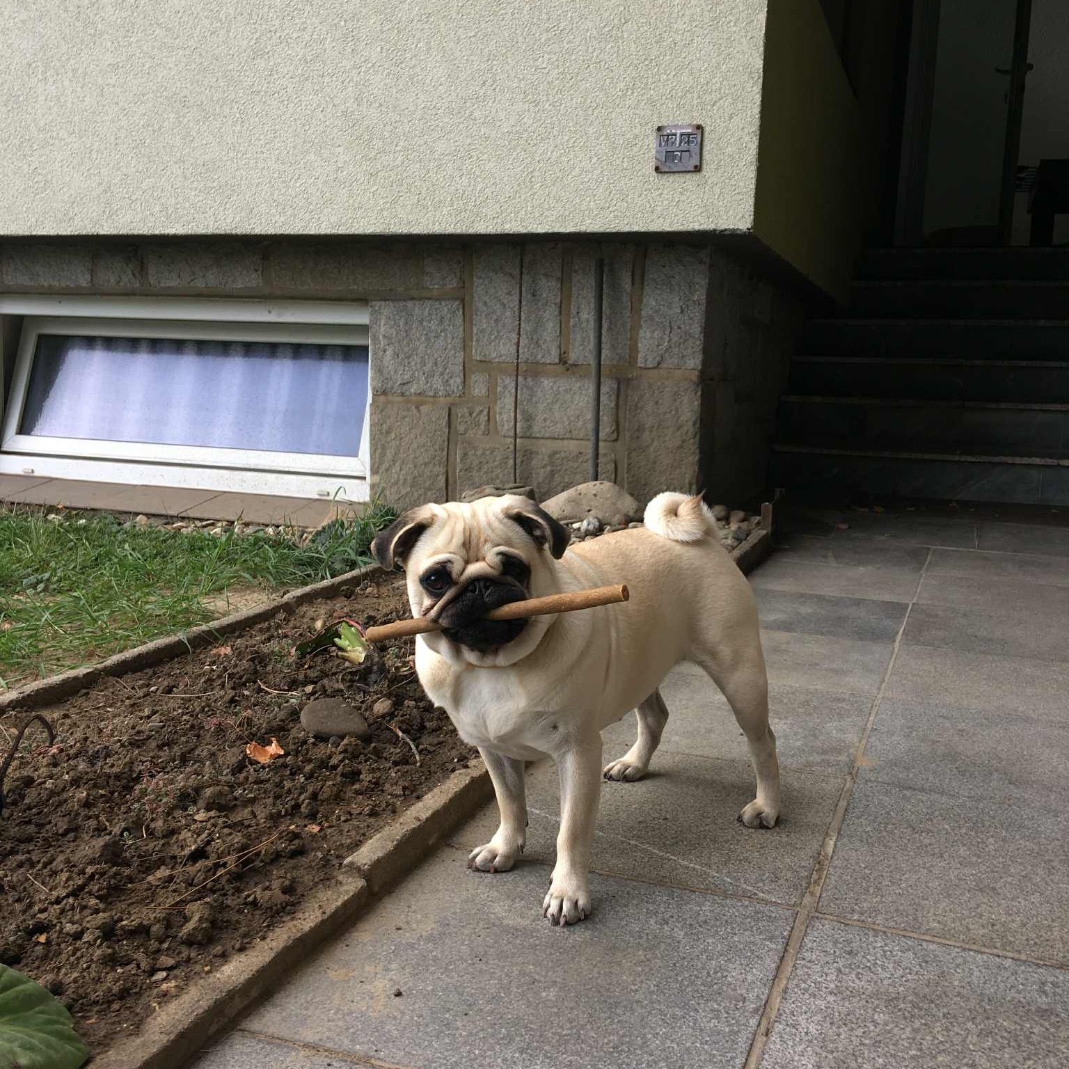 Soutěžní fotografie - Mia,  Mops
